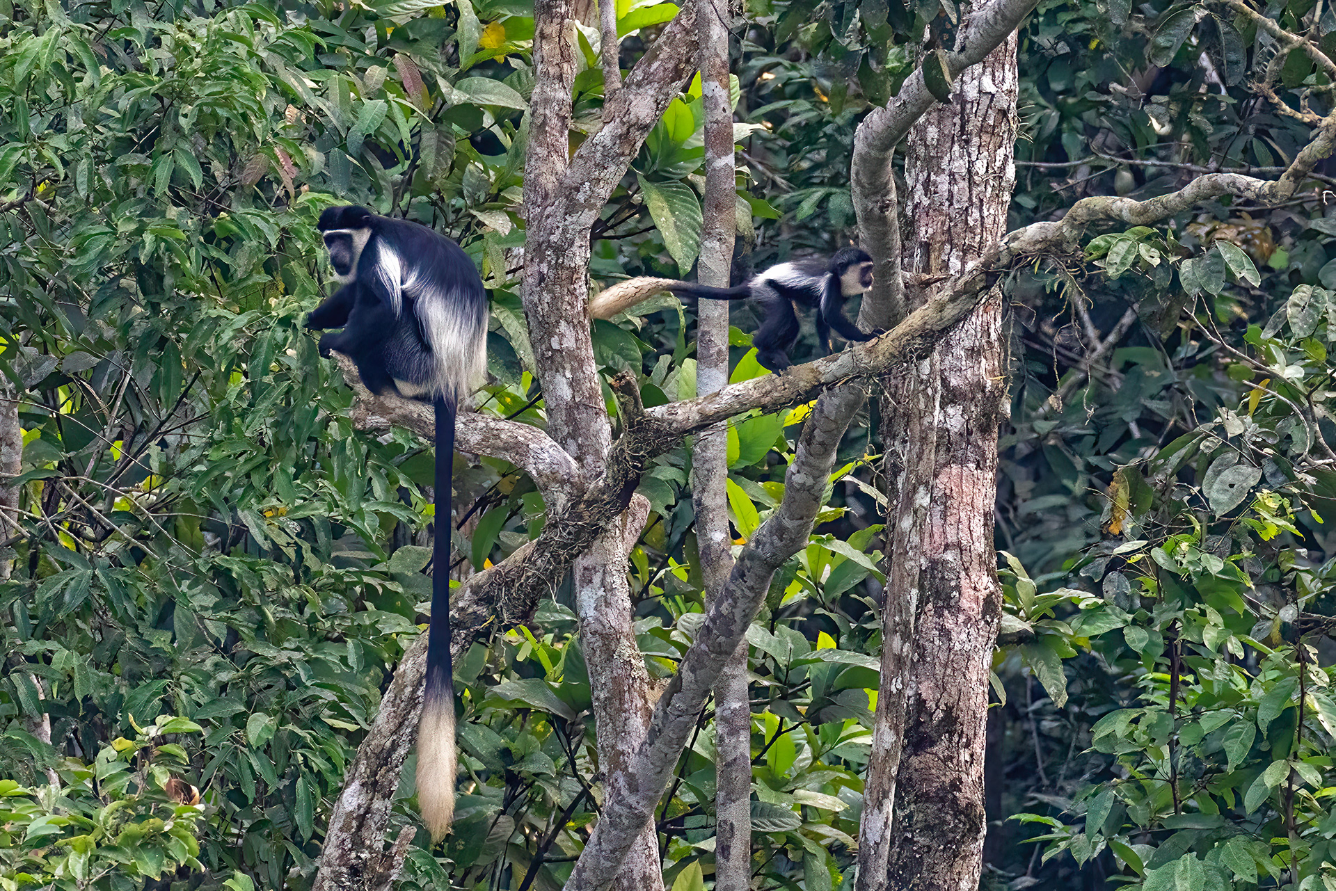 Black & White Colobus Monkeys - Odzala, Republic of Congo