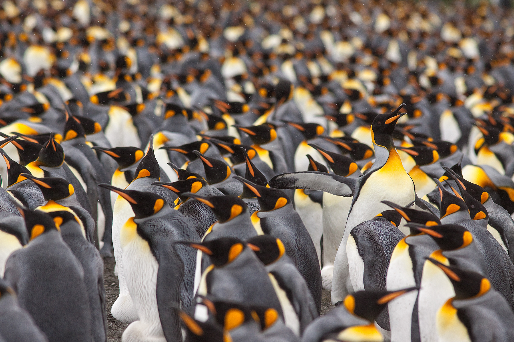king Penguin battling through the colony - Falklands - RM