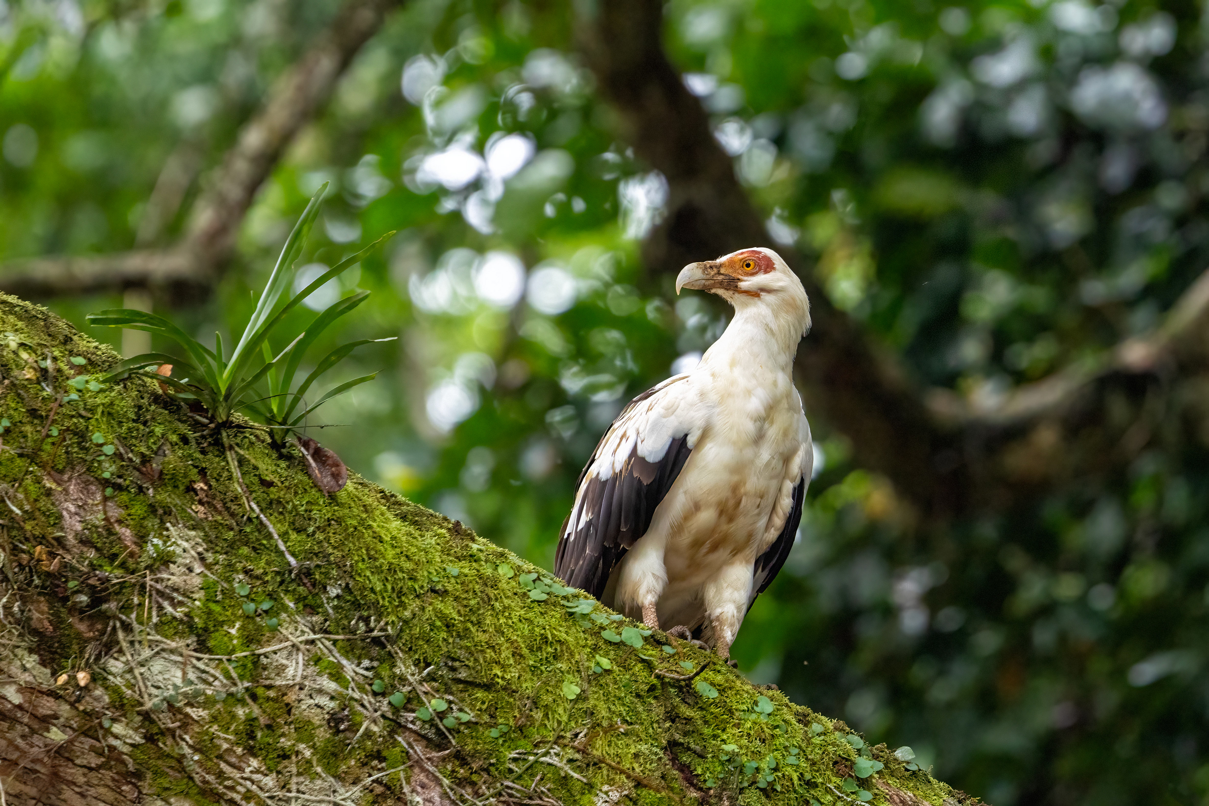 Palm-nut Vulture on the Mambili River - Odzala, Republic of Congo