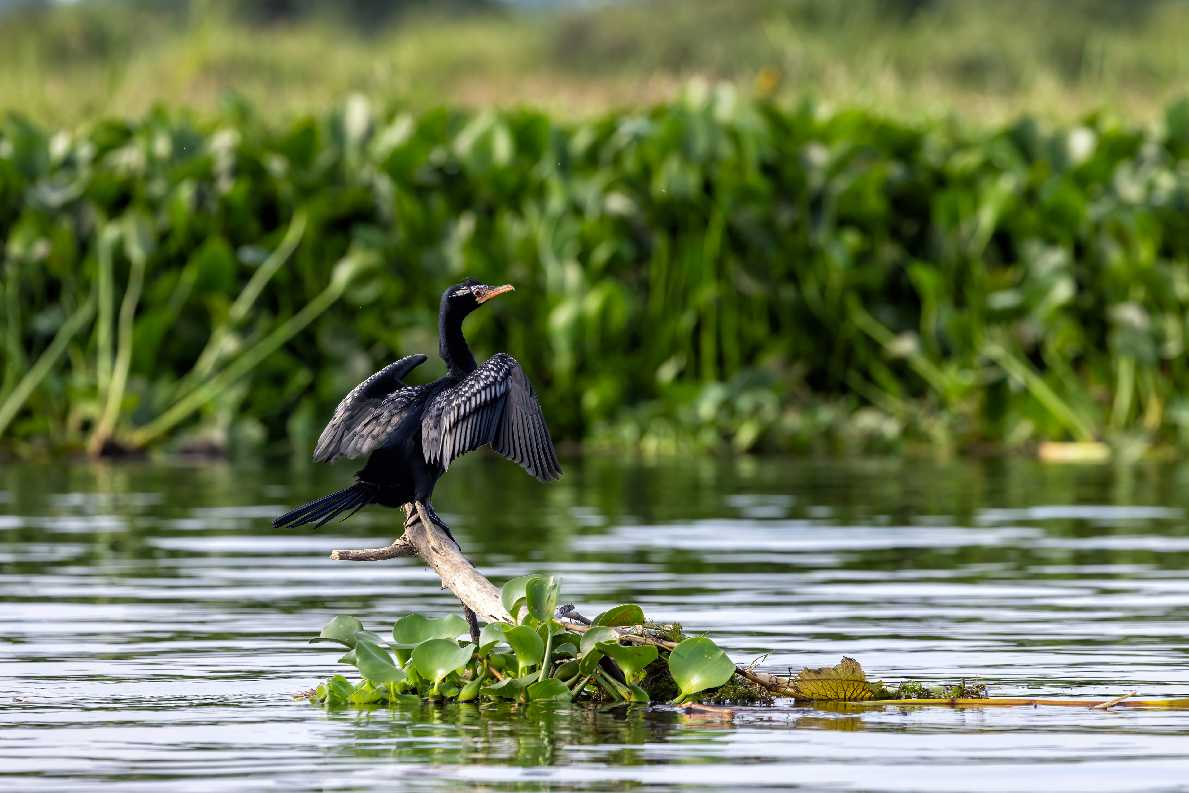 Long-tailed Cormorant at the edge of Lake Albert, Uganda