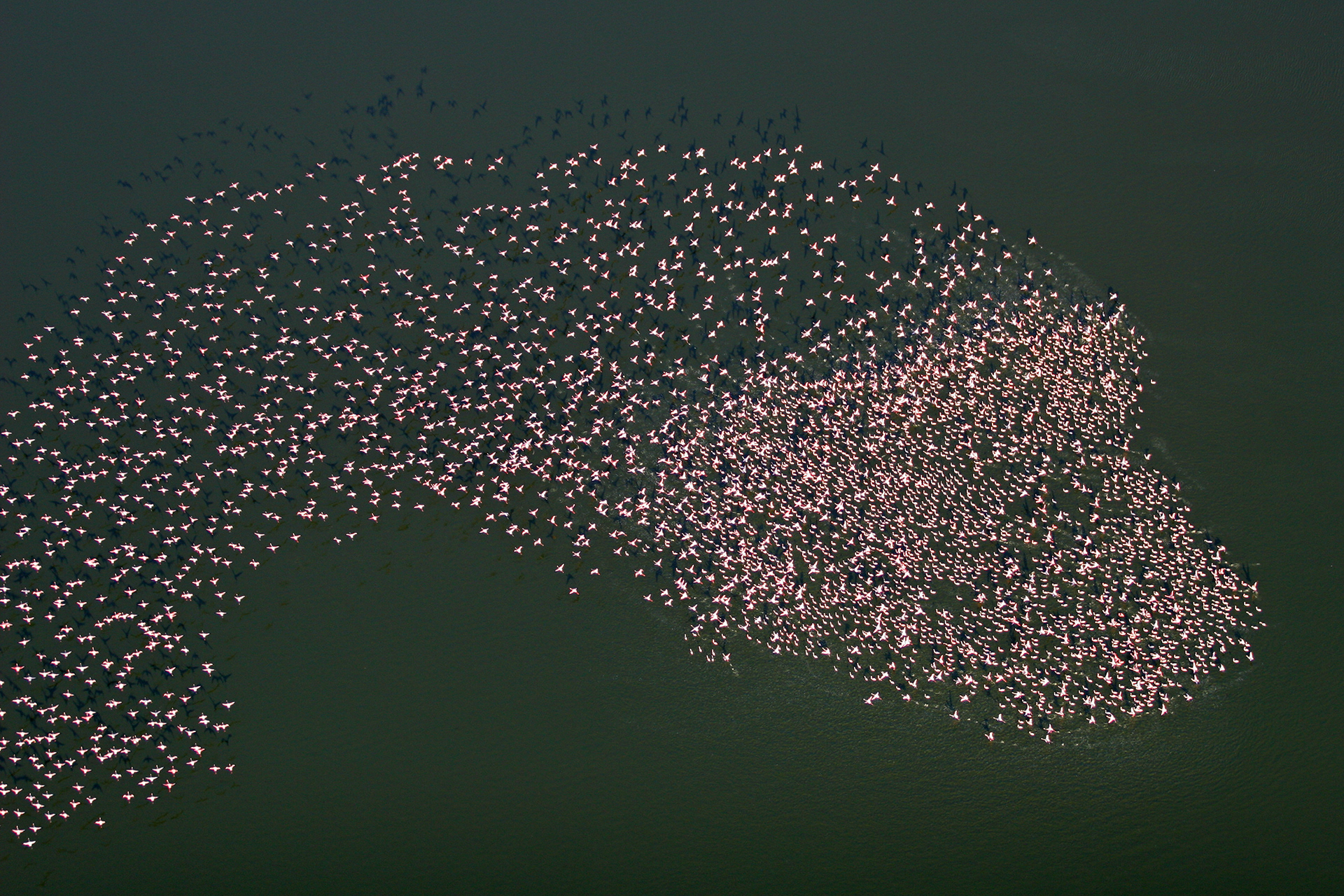 Huge flock of Lesser Flamingos in Lake Logipi - Kenya