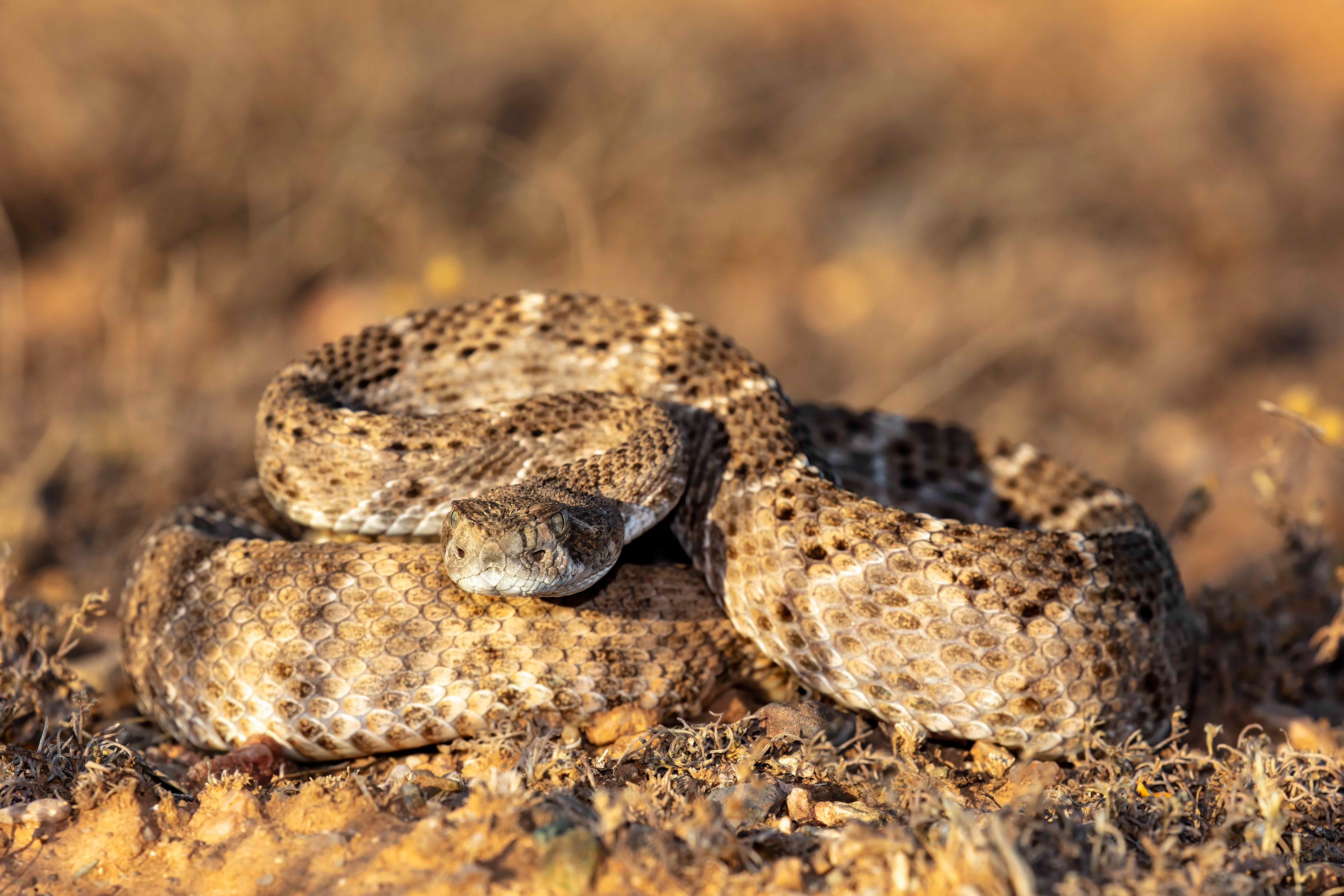 Western Diamondback Rattlesnake
