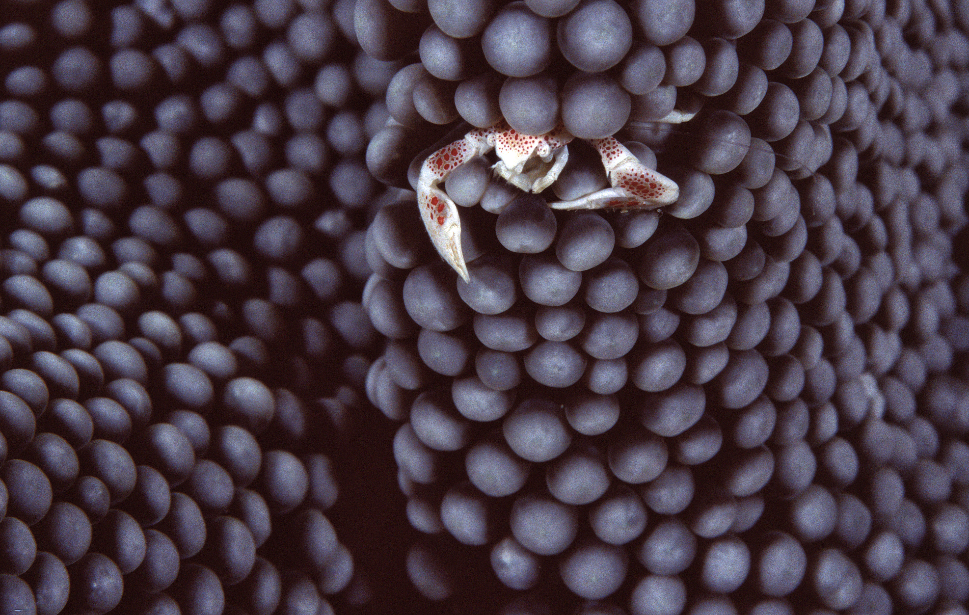 Porcelain Crab in Anemone - Papua New Guinea