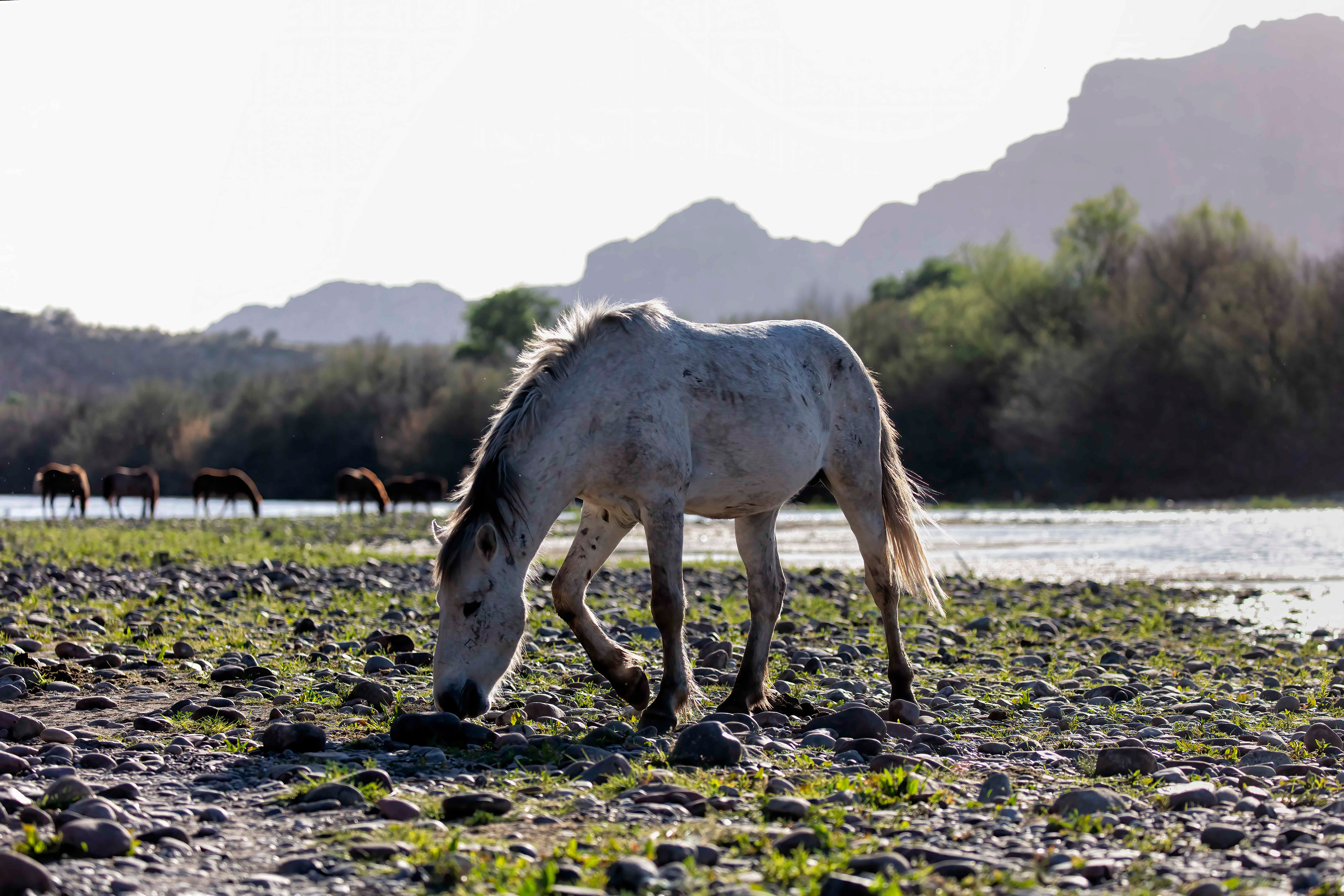 Wild Horse grazing at the edge of the Salt River