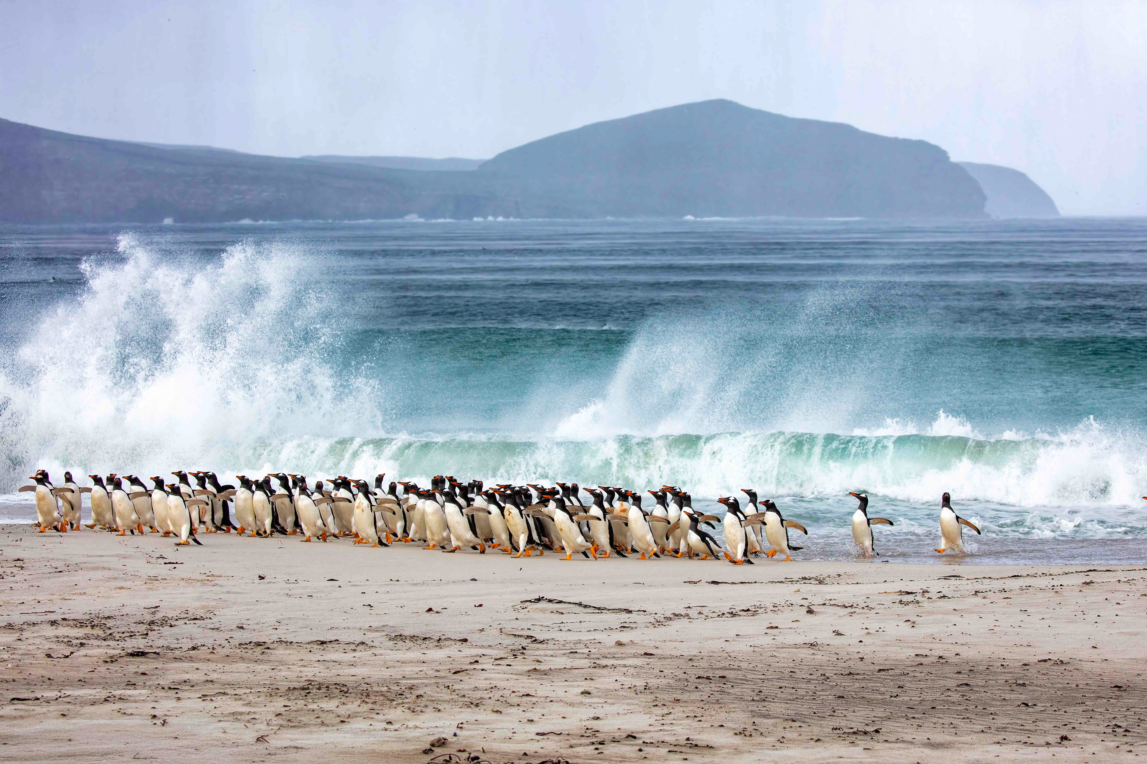 Large group of Gentoo Penguins returning to shore on a stormy day at the north of New Island - Falklands