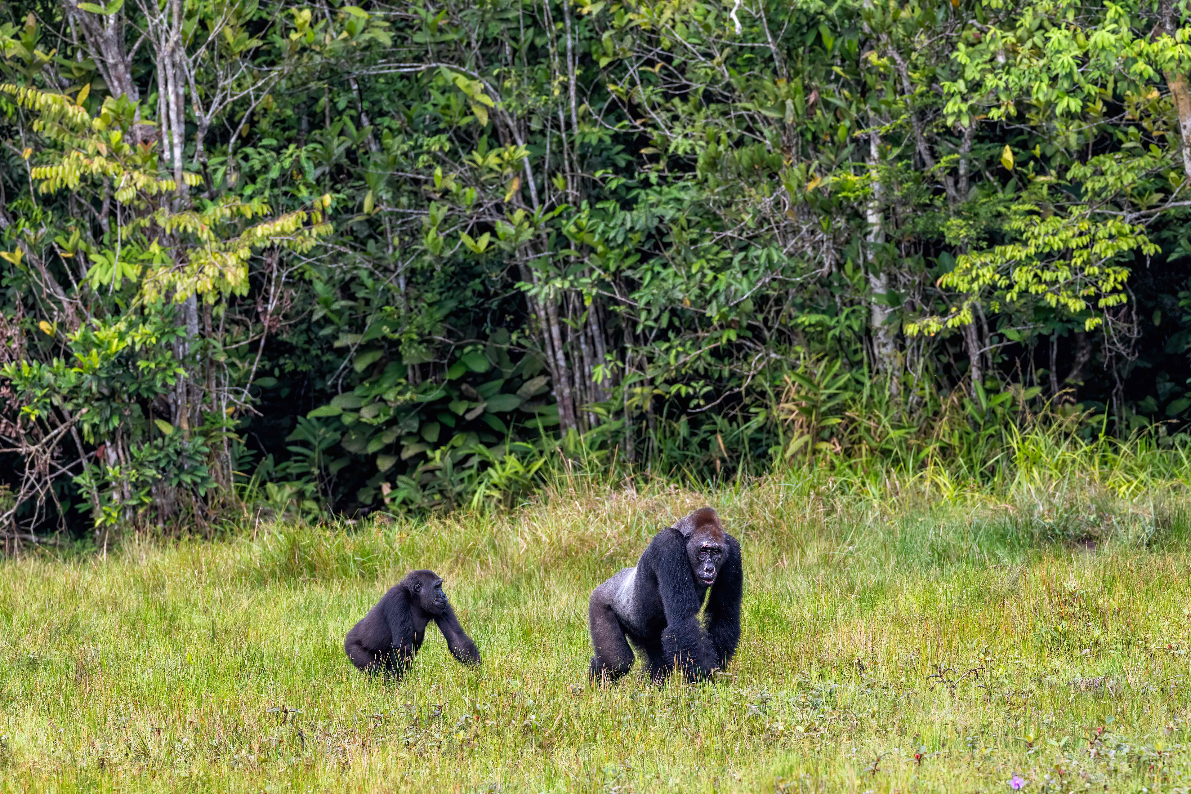 Western Lowland Silverback and female Gorilla - Odzala, Republic of Congo