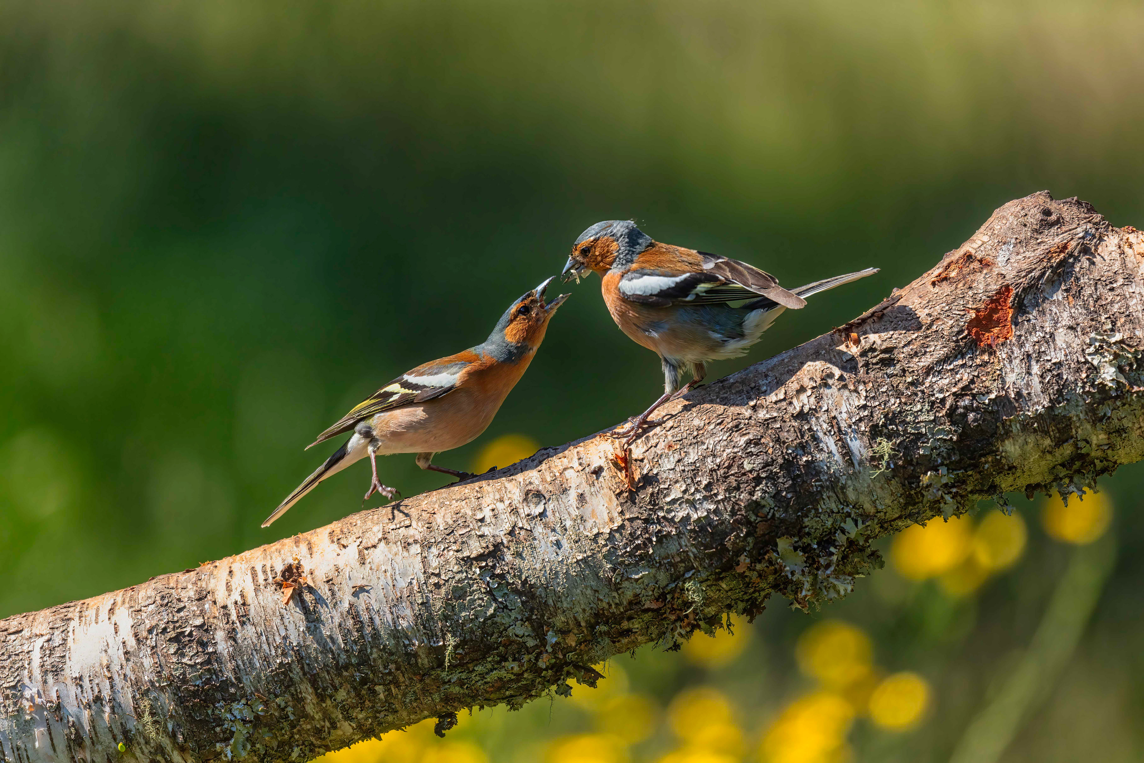 Common Chaffinch