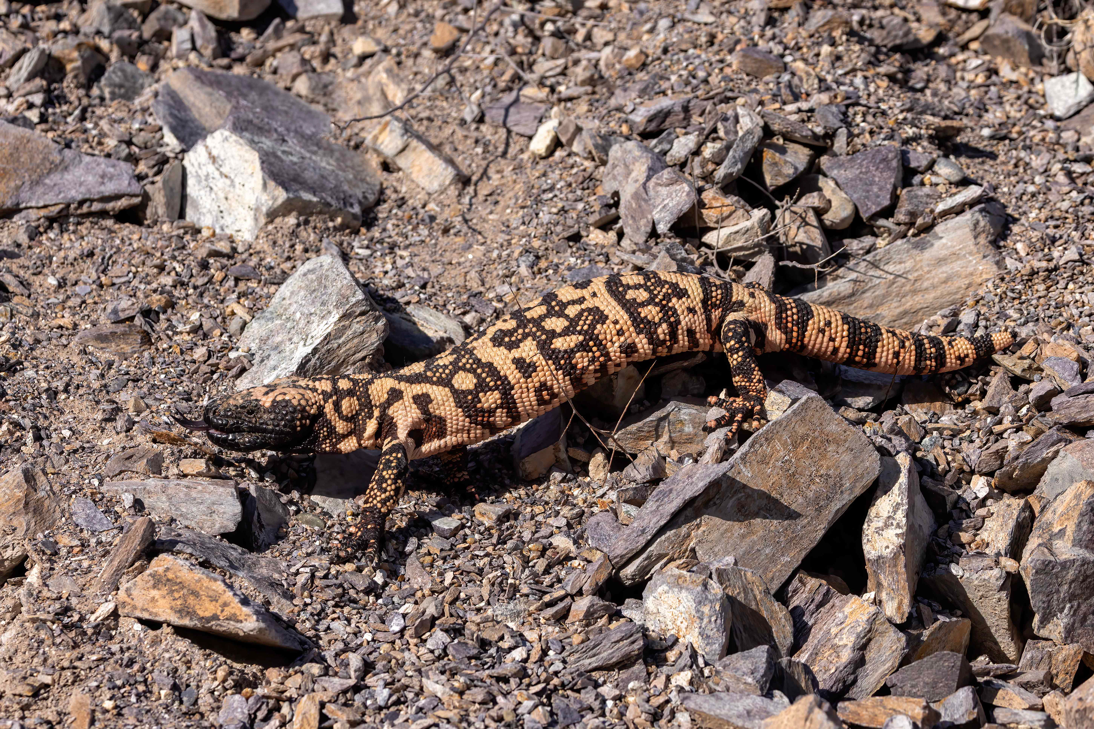 Gila monster