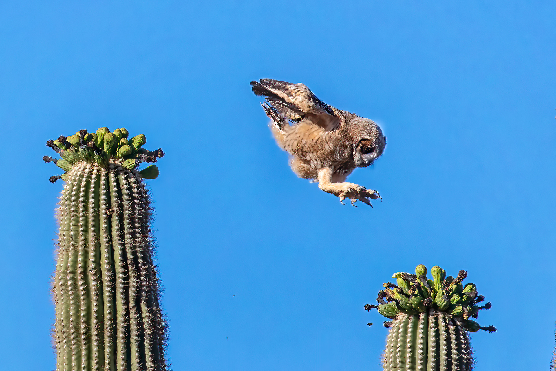 Newly fledged Great-horned Owlet