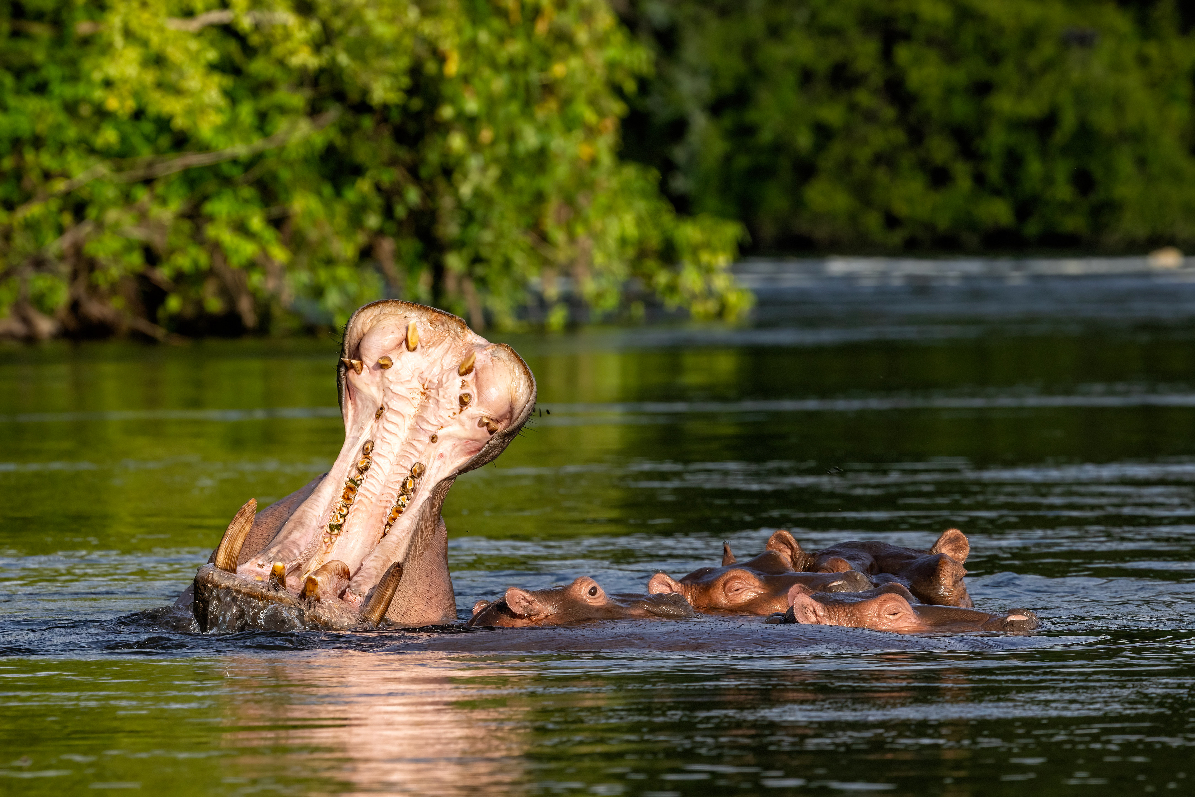 Hippo yawning - Murchison Falls National Park, Uganda