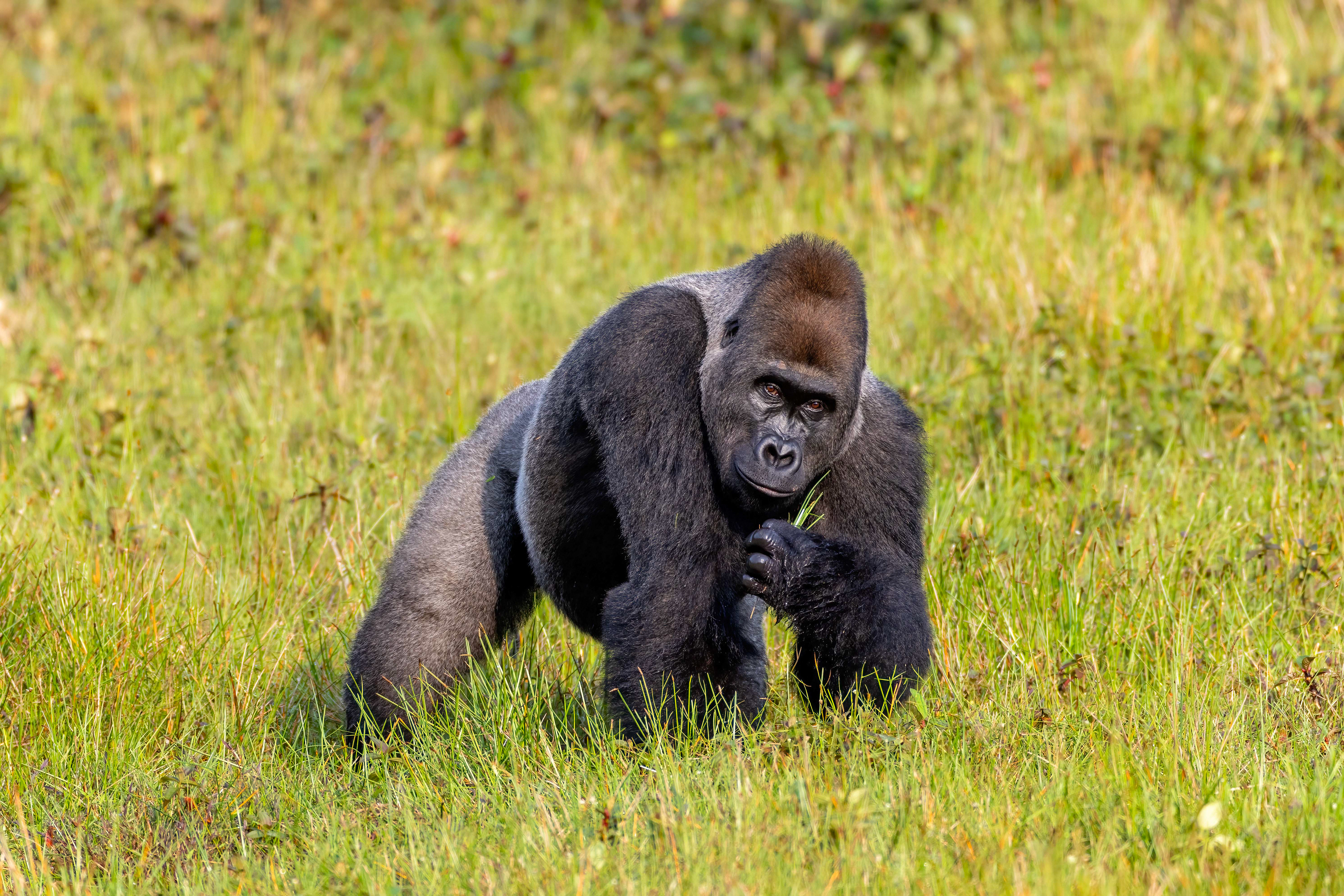 Western Lowland Silverback Gorilla - Odzala, Republic of Congo