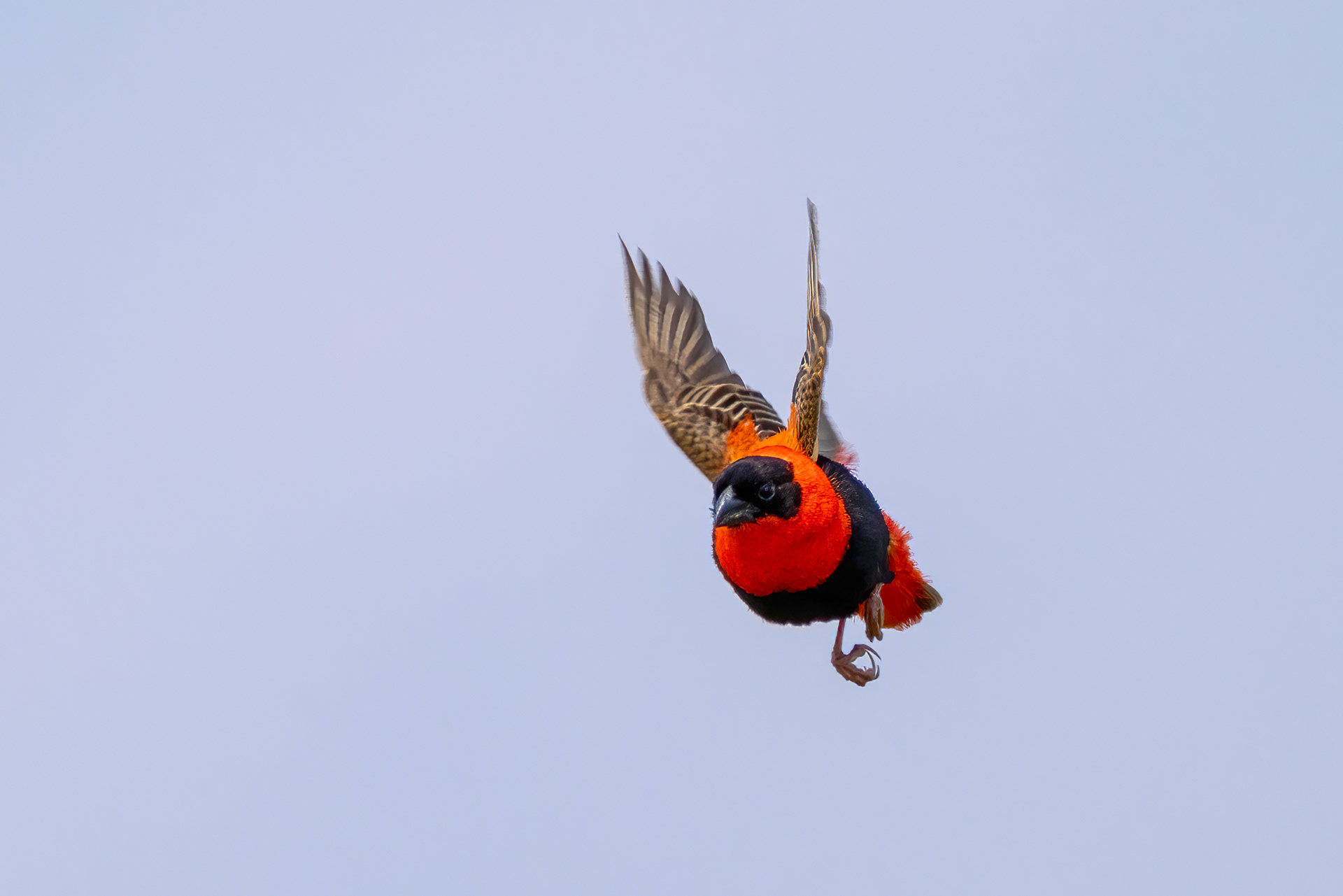 Southern Red Bishop - Murchison Falls National Park, Uganda