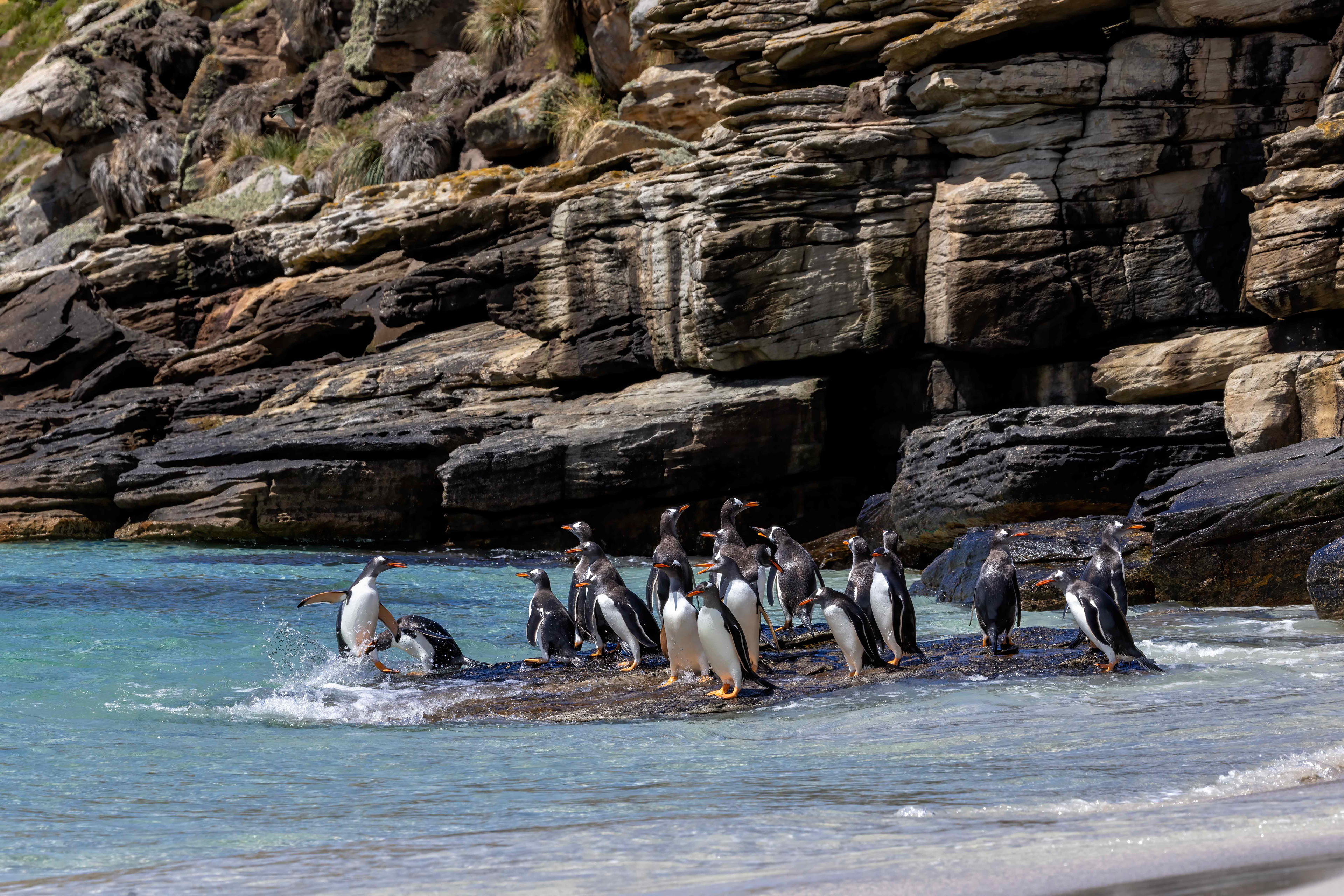 Gentoo Penguins playing on the rocks - Falklands