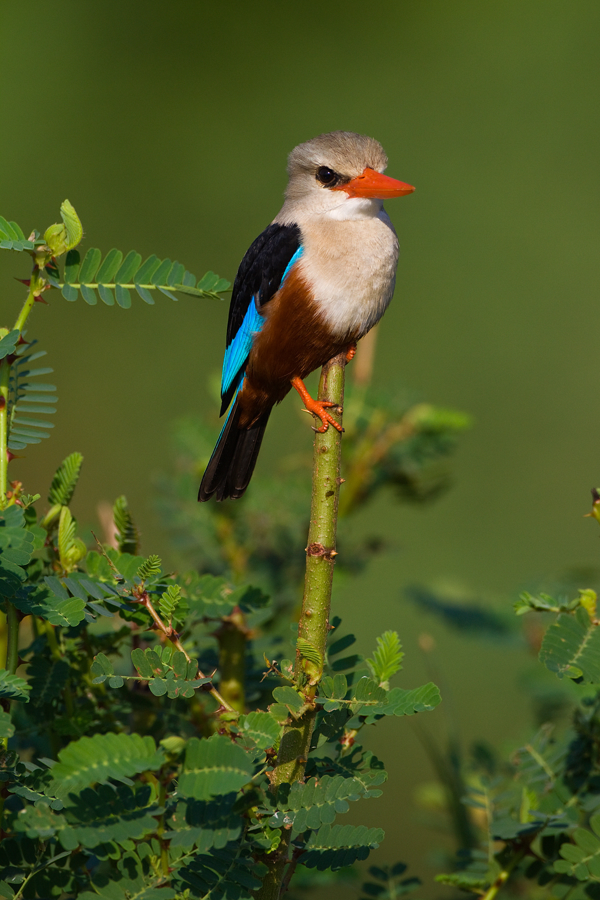 Grey-headed Kingfisher - Samburu