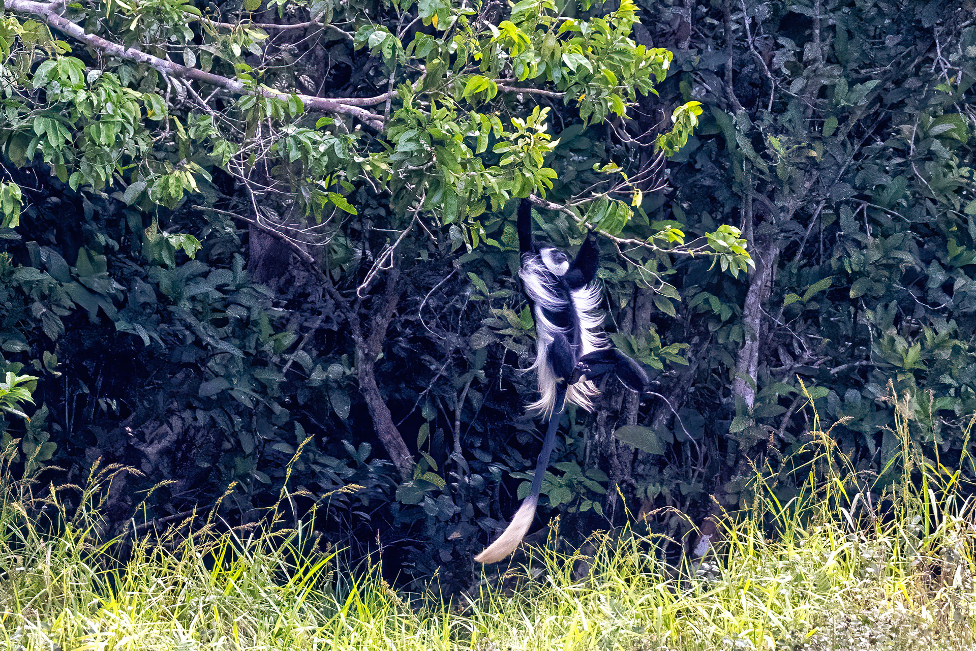 Black & White Colobus Monkey coming down to feed - Odzala, Republic of Congo - RM