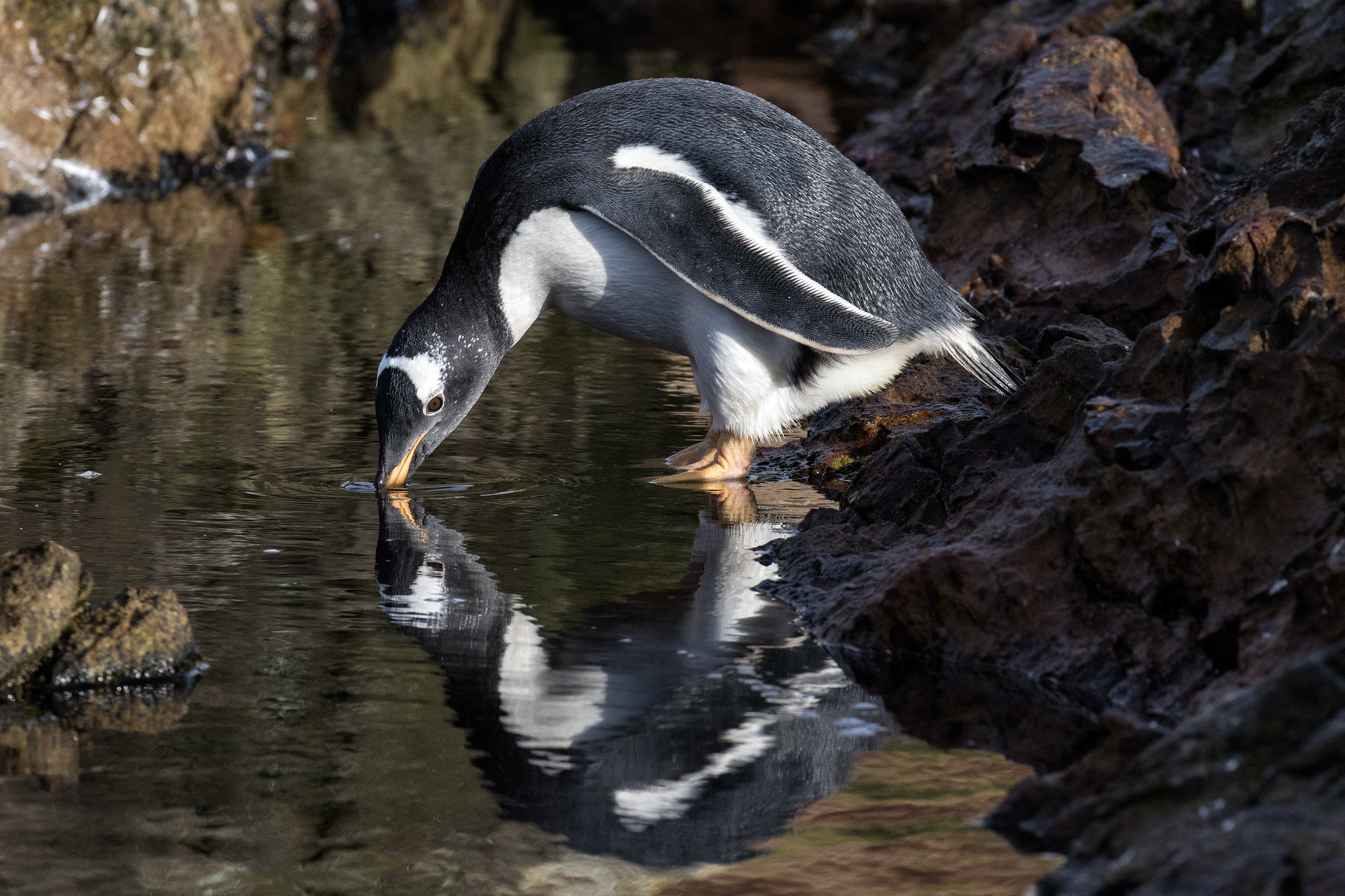 Young Gentoo Penguin exploring a rockpool - Falklands