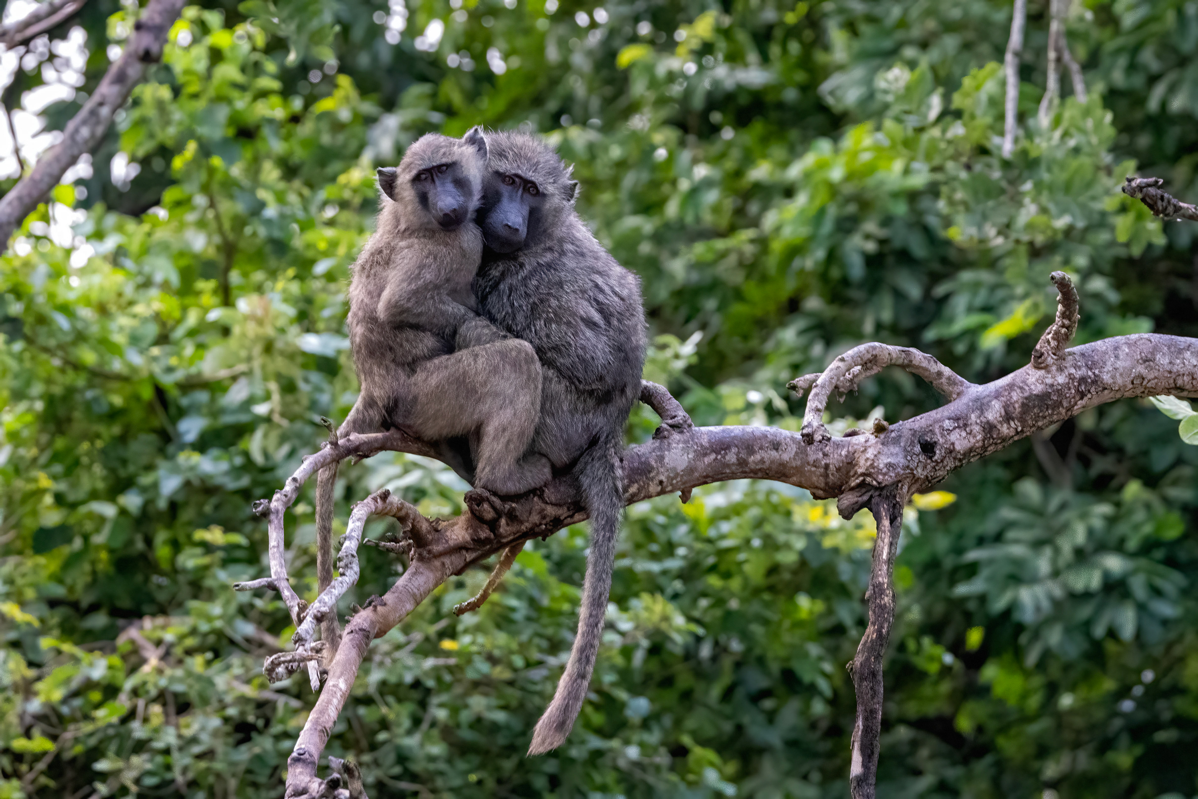 Baboons keeping warm in the early morning - Murchison Falls national Park, Uganda - RM