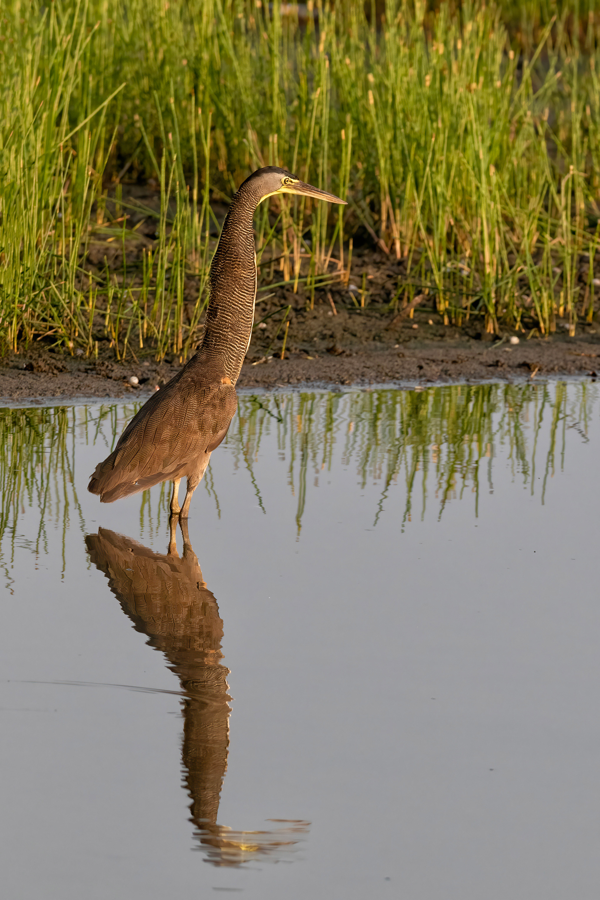 Tiger Heron - Belize - RM
