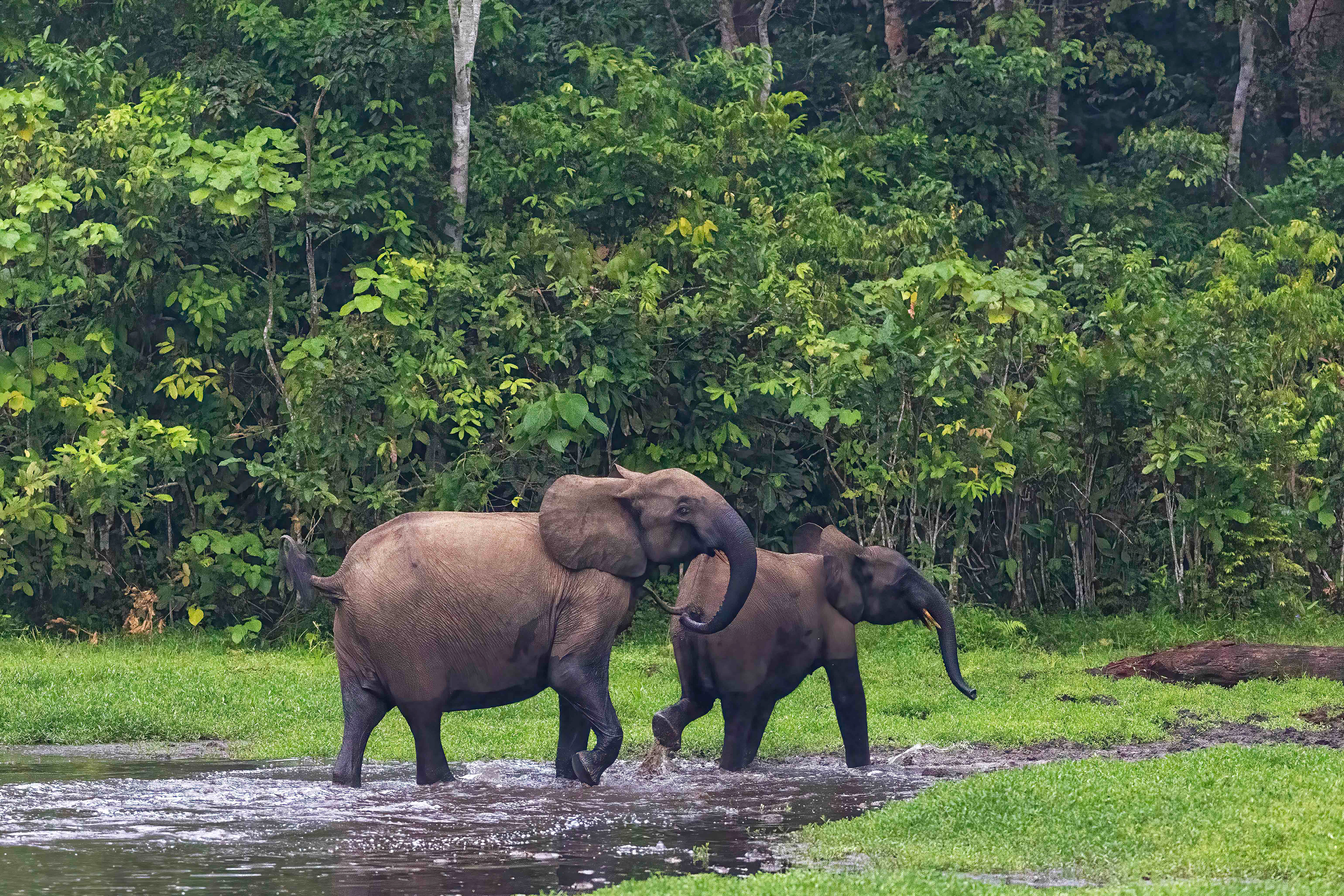 Forest Elephants departing Moba Pool in the early morning - Odzala, Republic of Congo