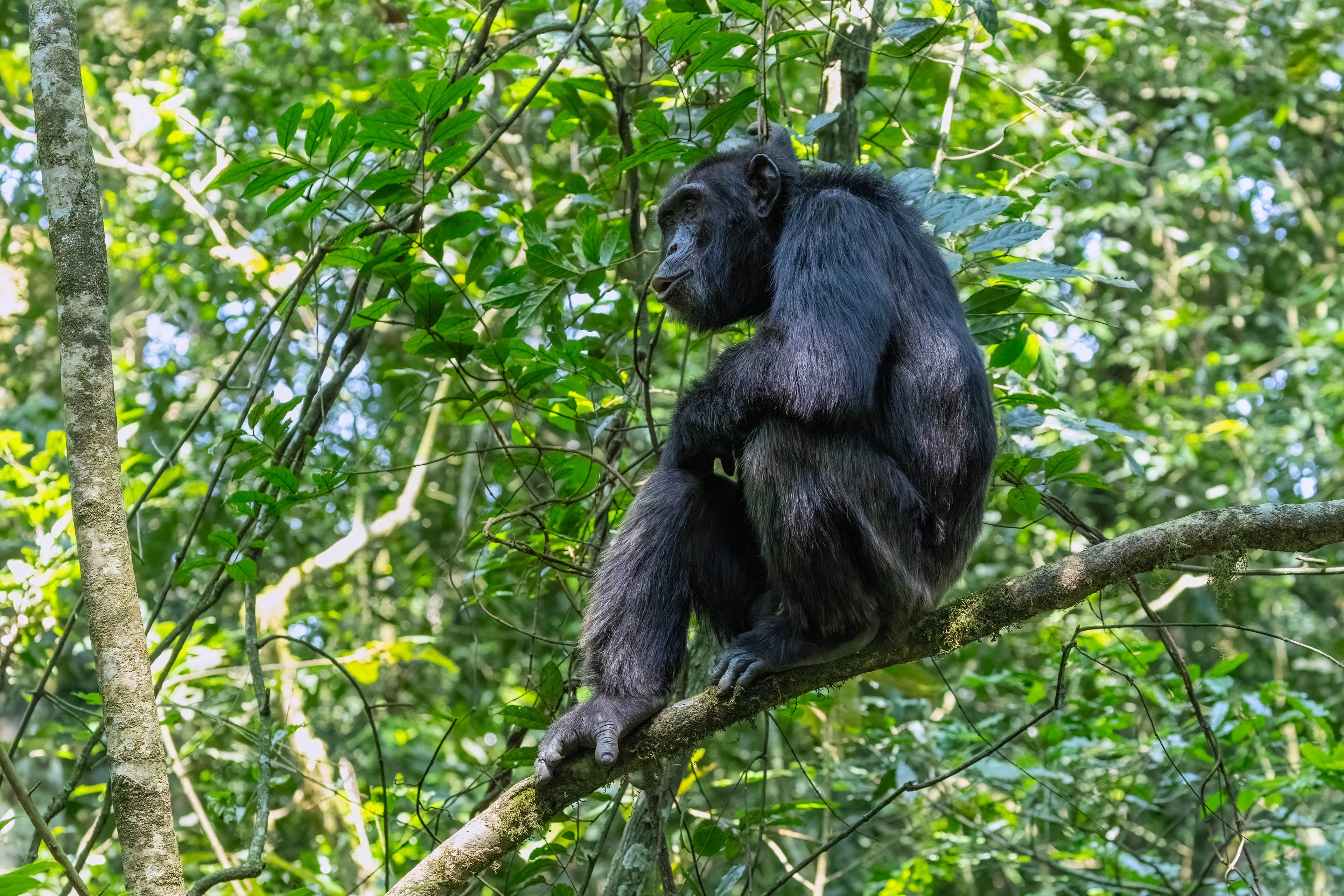 Chimpanzee - Kibale Forest, Uganda