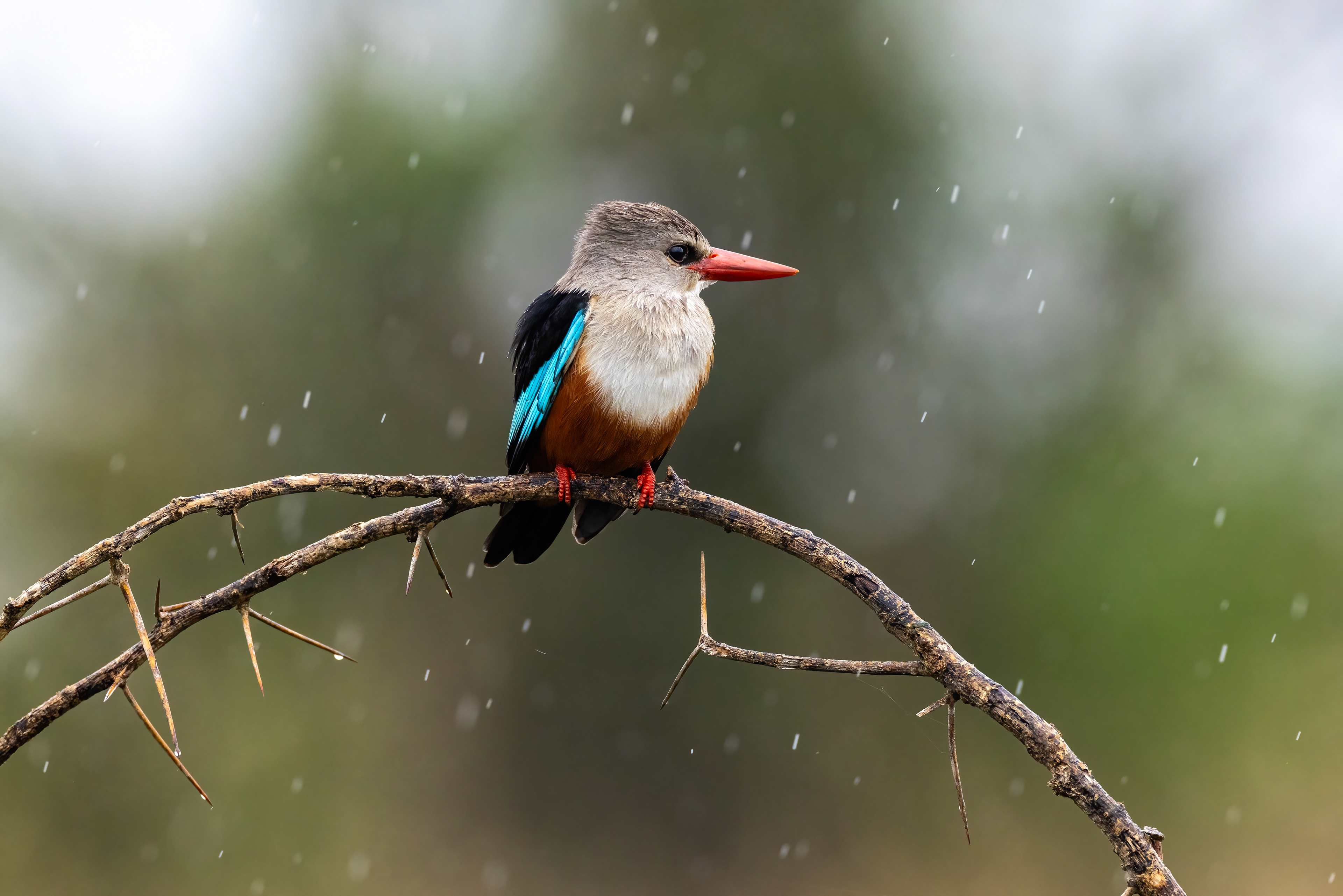 Grey-headed Kingfisher in the early morning rain in Ishasha, Uganda