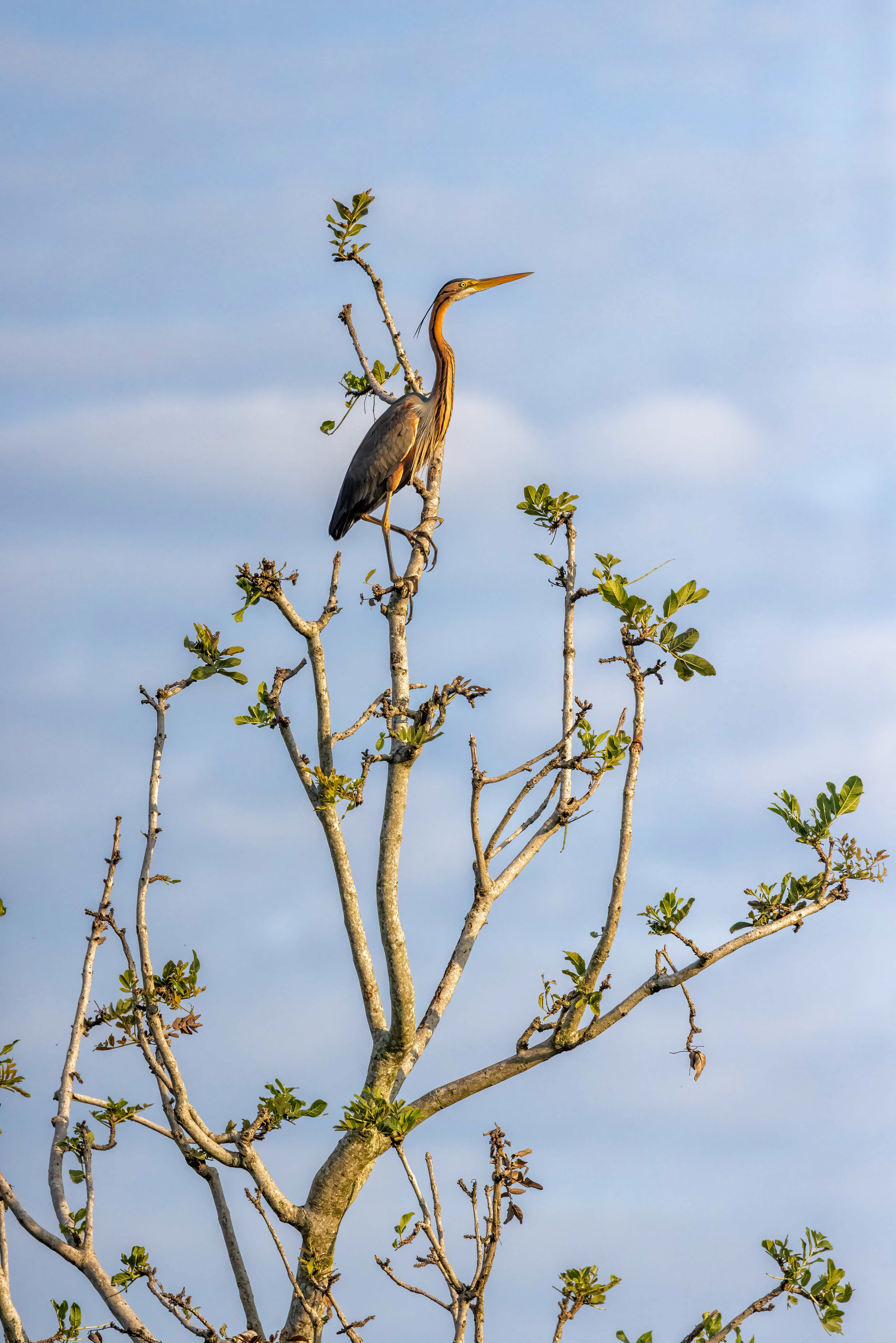 Goliath Heron - Murchison Falls, Uganda - RM
