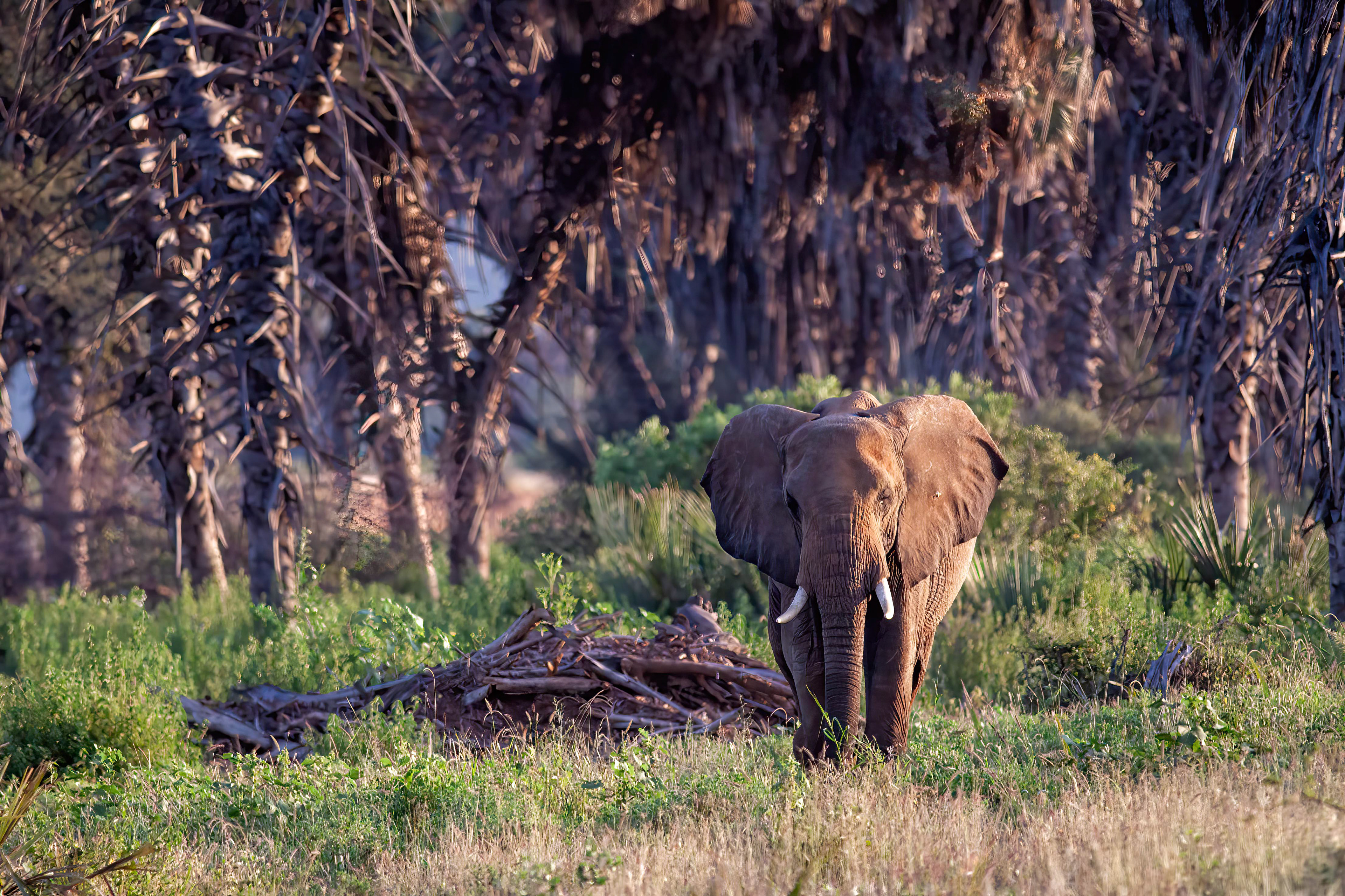 African Elephant amongst the palms along the Ewes Nyiro River - Samburu - RM