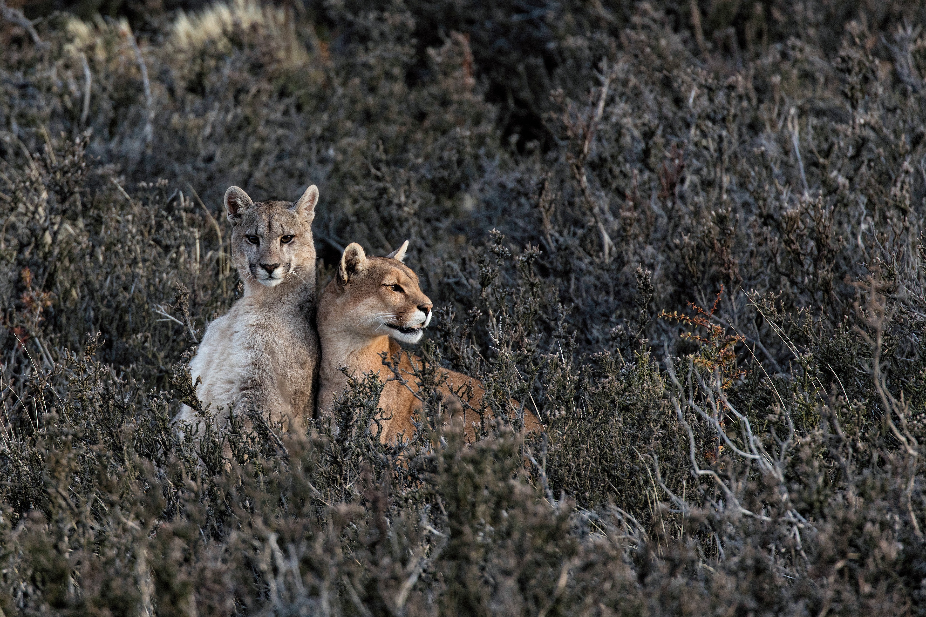 Mother Puma and cub - Patagonia