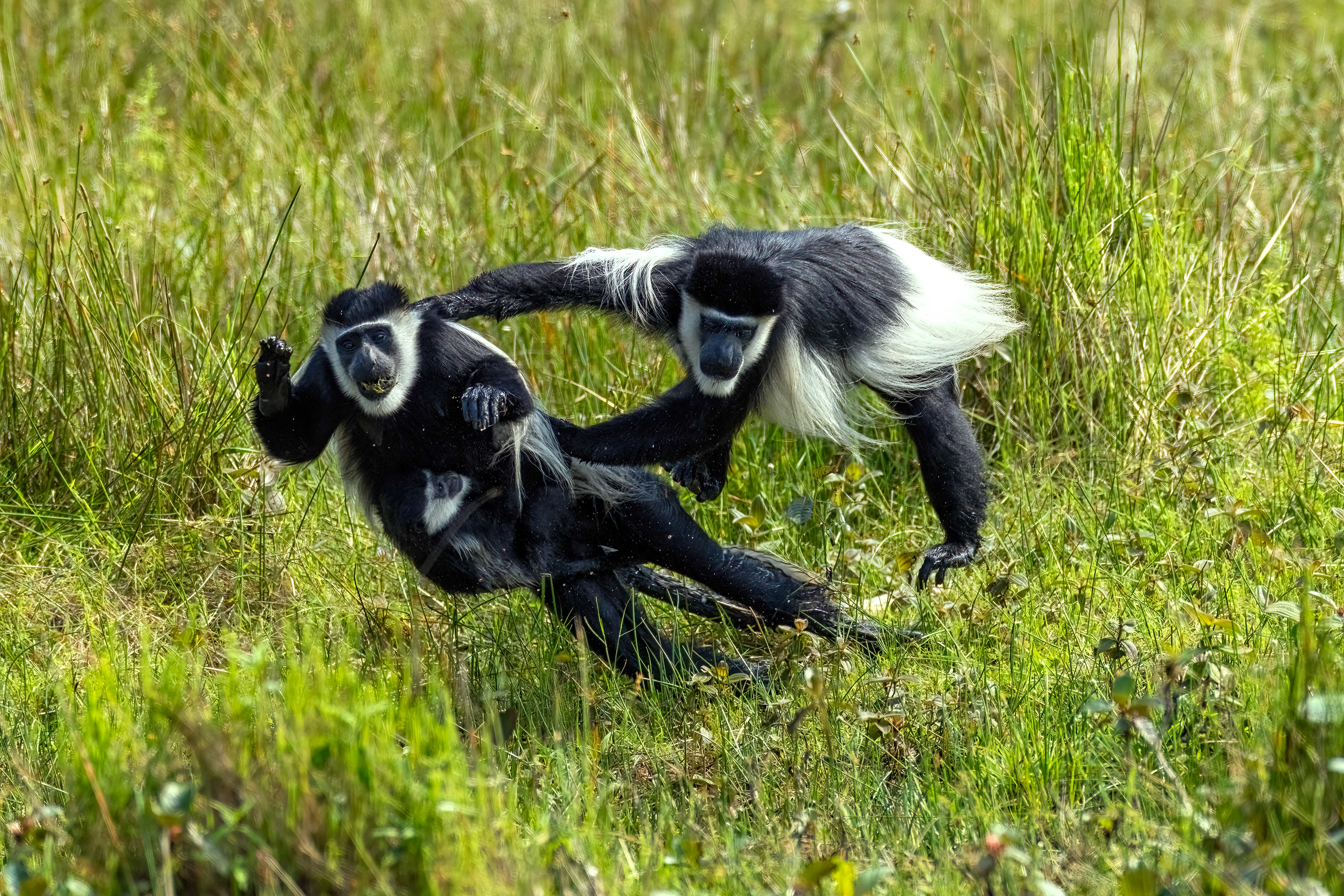 Fighting Black & White Colobus Monkeys - Odzala, Republic of Congo