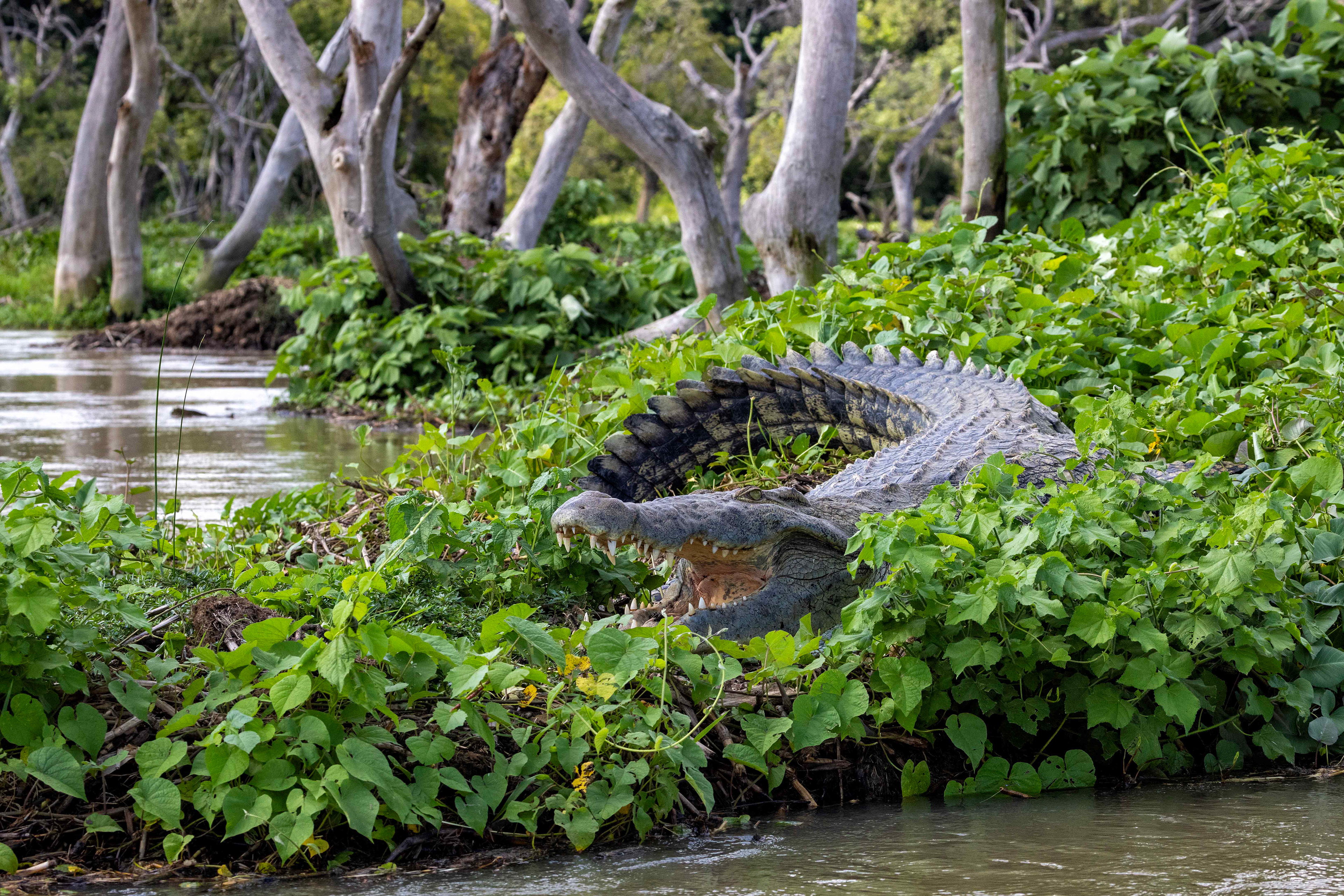 Large Nile Crocodile - Murchison Falls National Park, Uganda