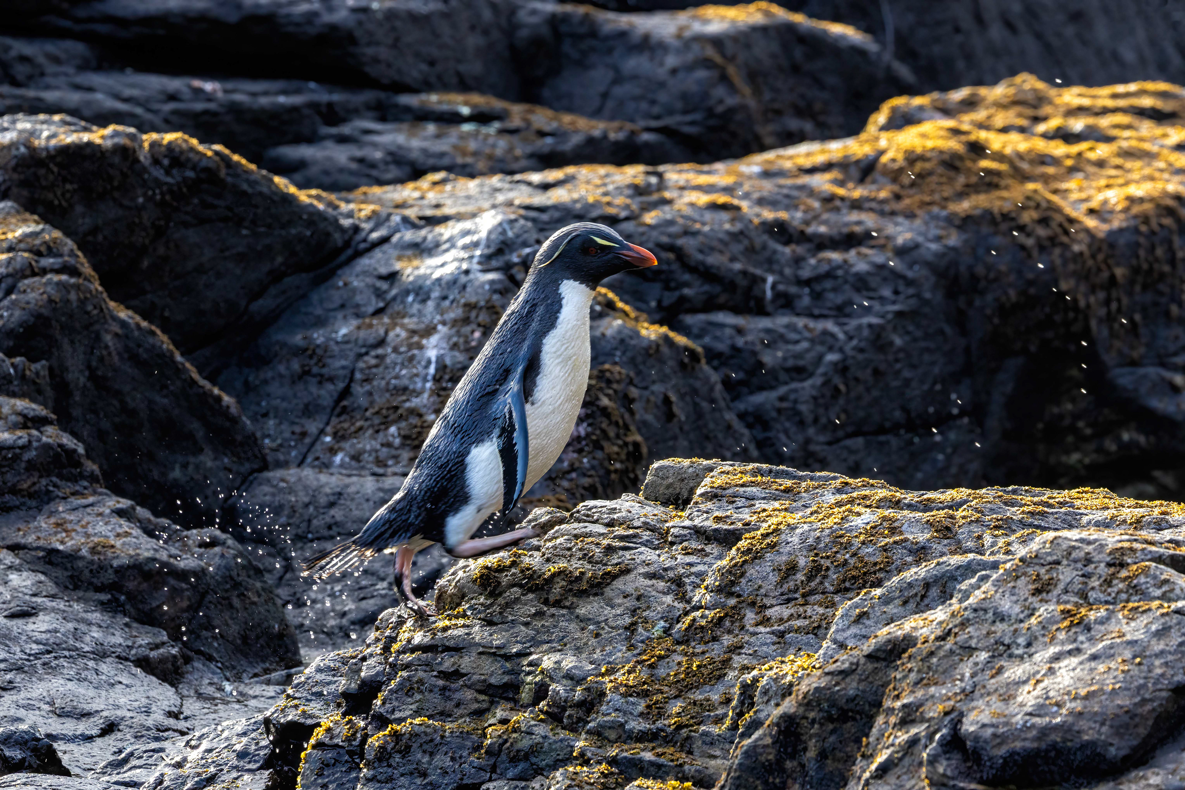 Southern Rockhopper returning from the sea - Falklands - RM