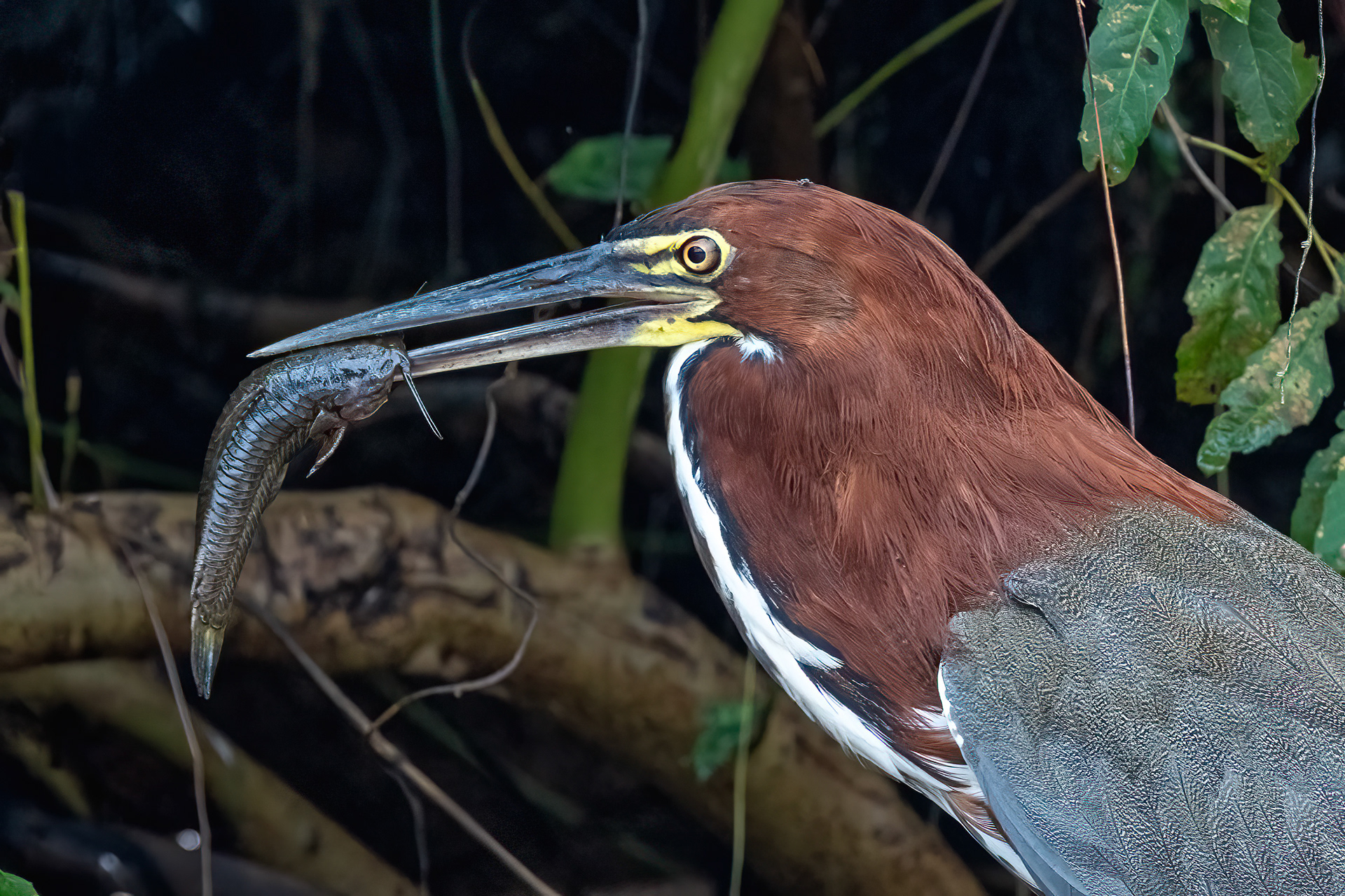 Tiger Heron