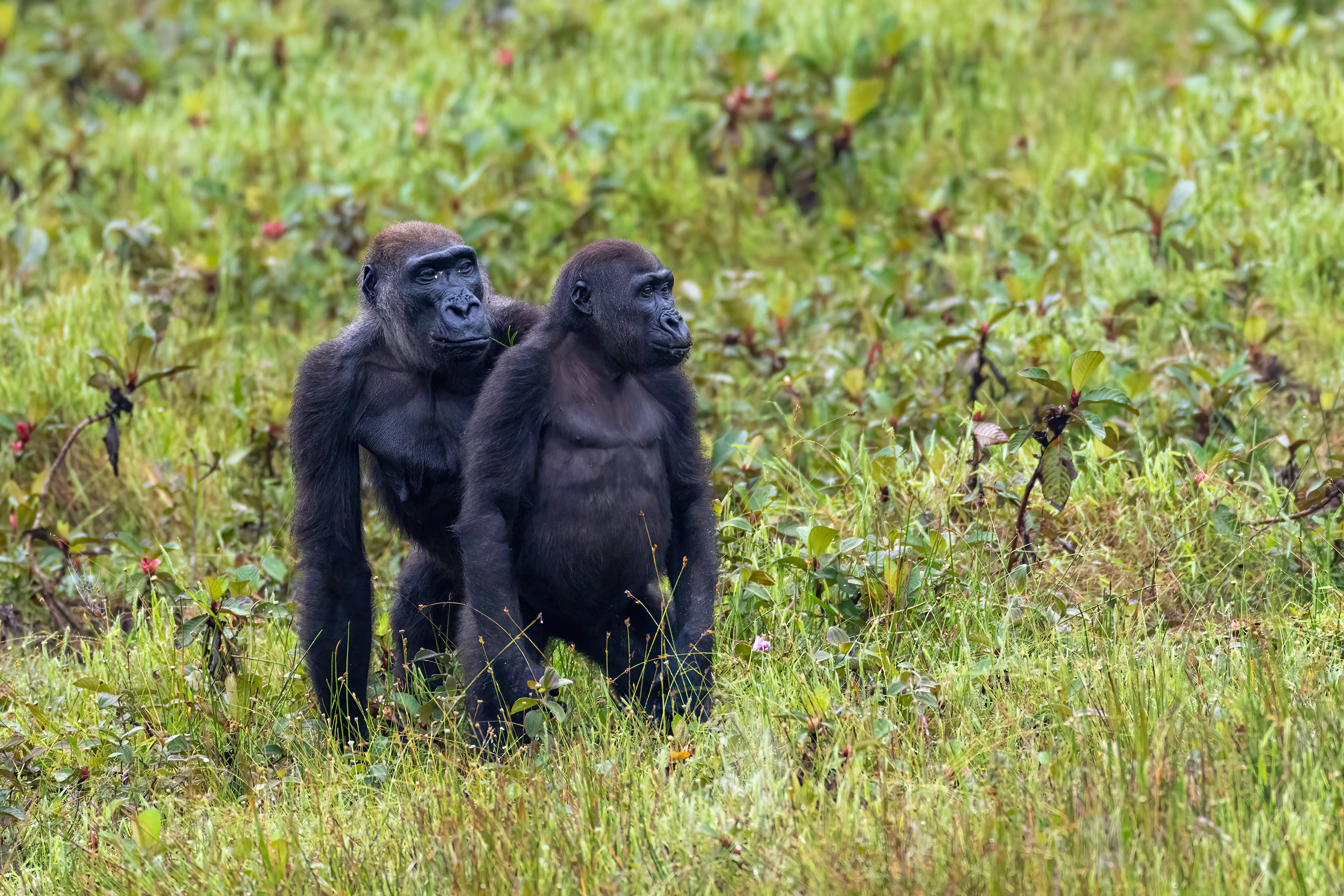 Western Lowland Gorillas - Odzala, Republic of Congo