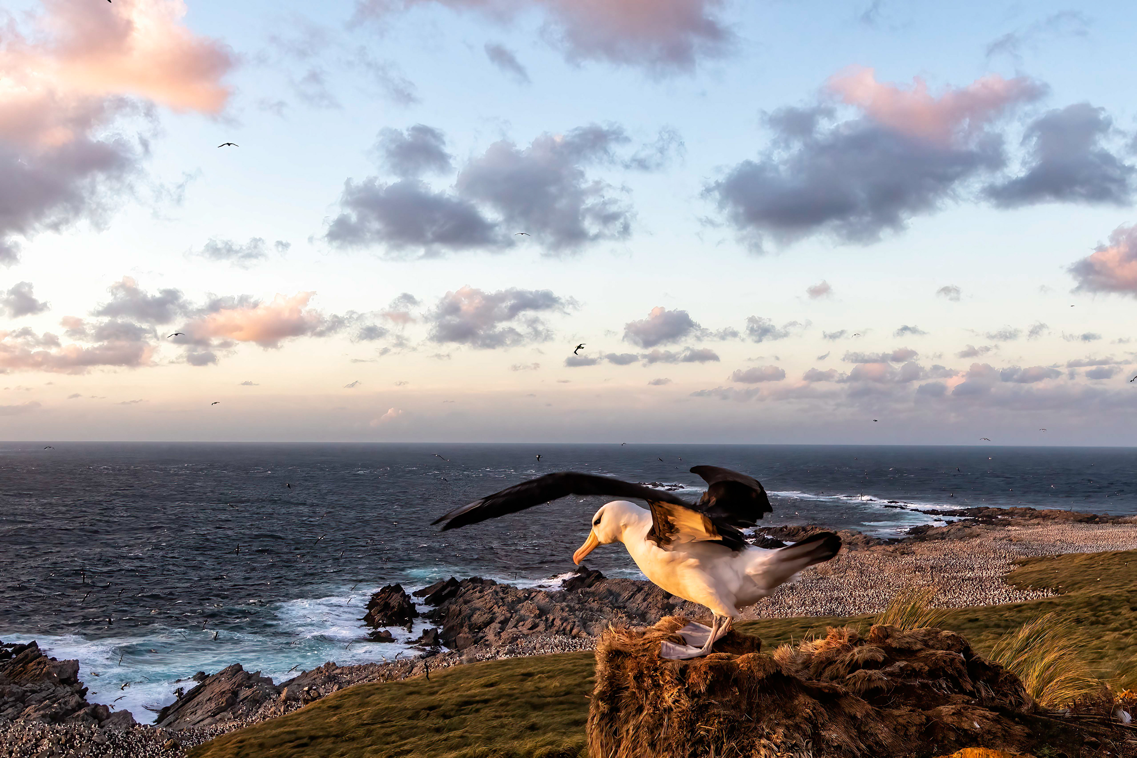 Black-browed Albatross - Falklands - RM