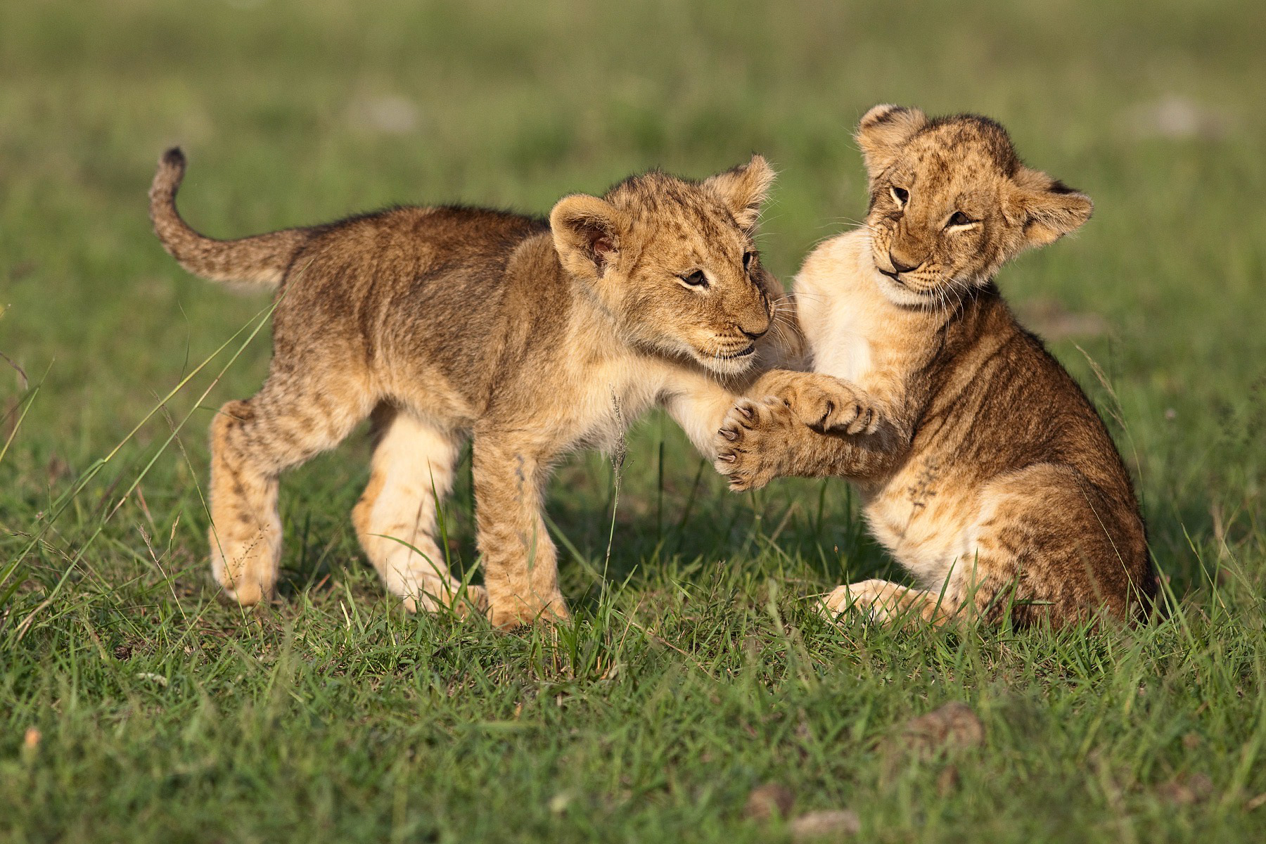 Lion cubs play-fighting - Masai Mara