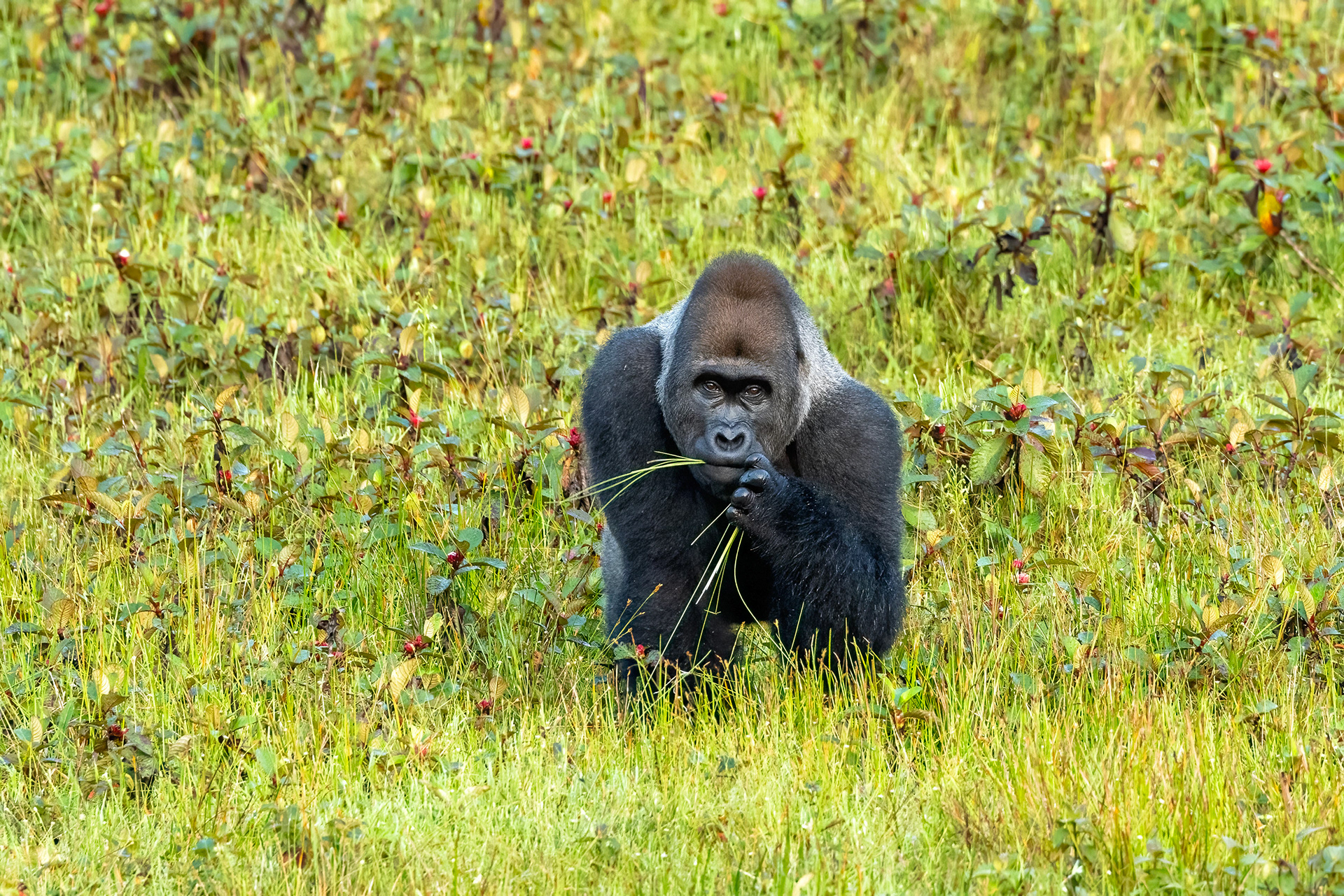 Western Lowland Silverback Gorilla - Odzala, Republic of Congo - RM