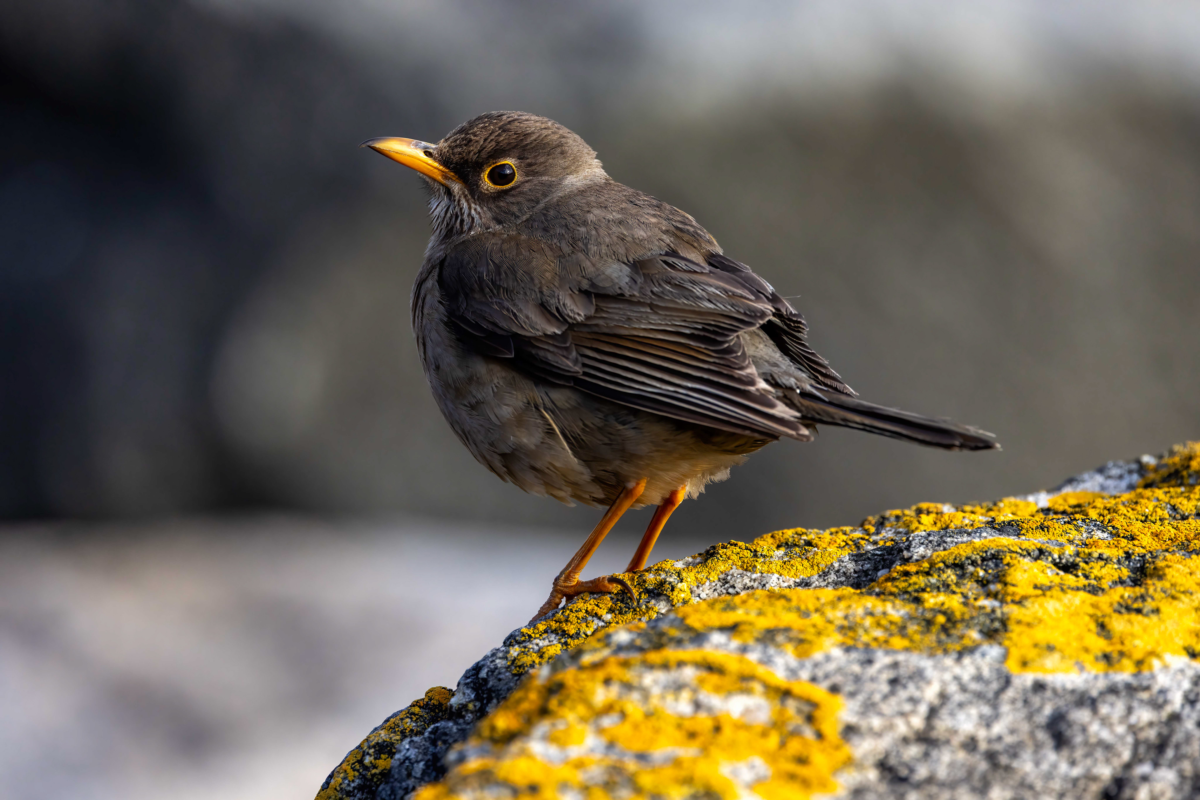 Tussock bird - Falklands - RM