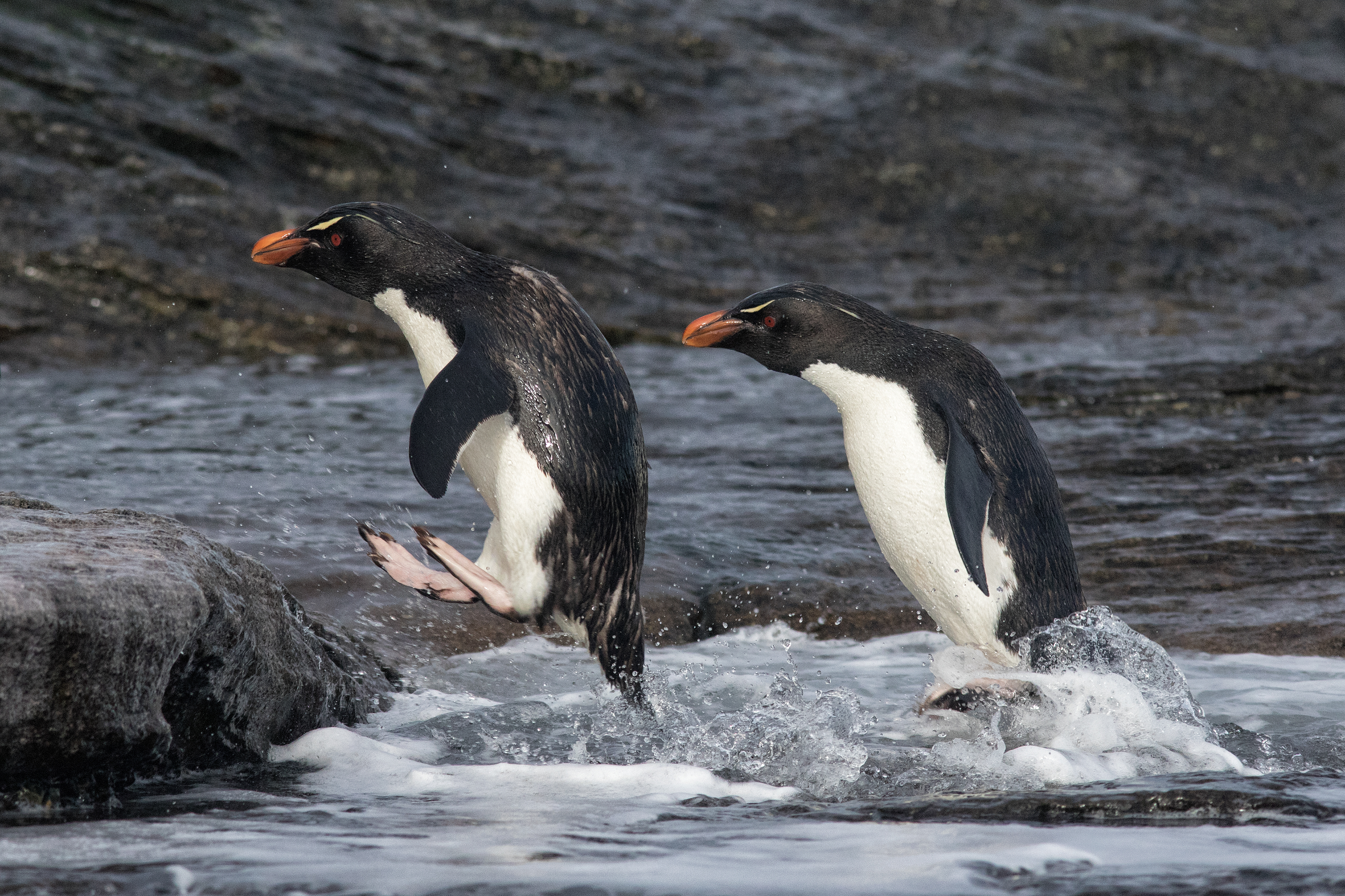 Rockhopper Penguins bouncing along a rocky shoreline - Falklands - RM