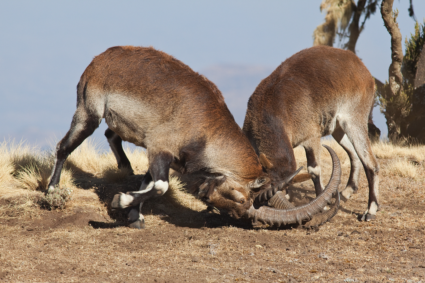 Waalia Ibex fighting in the Simien Mountains, Ethiopia