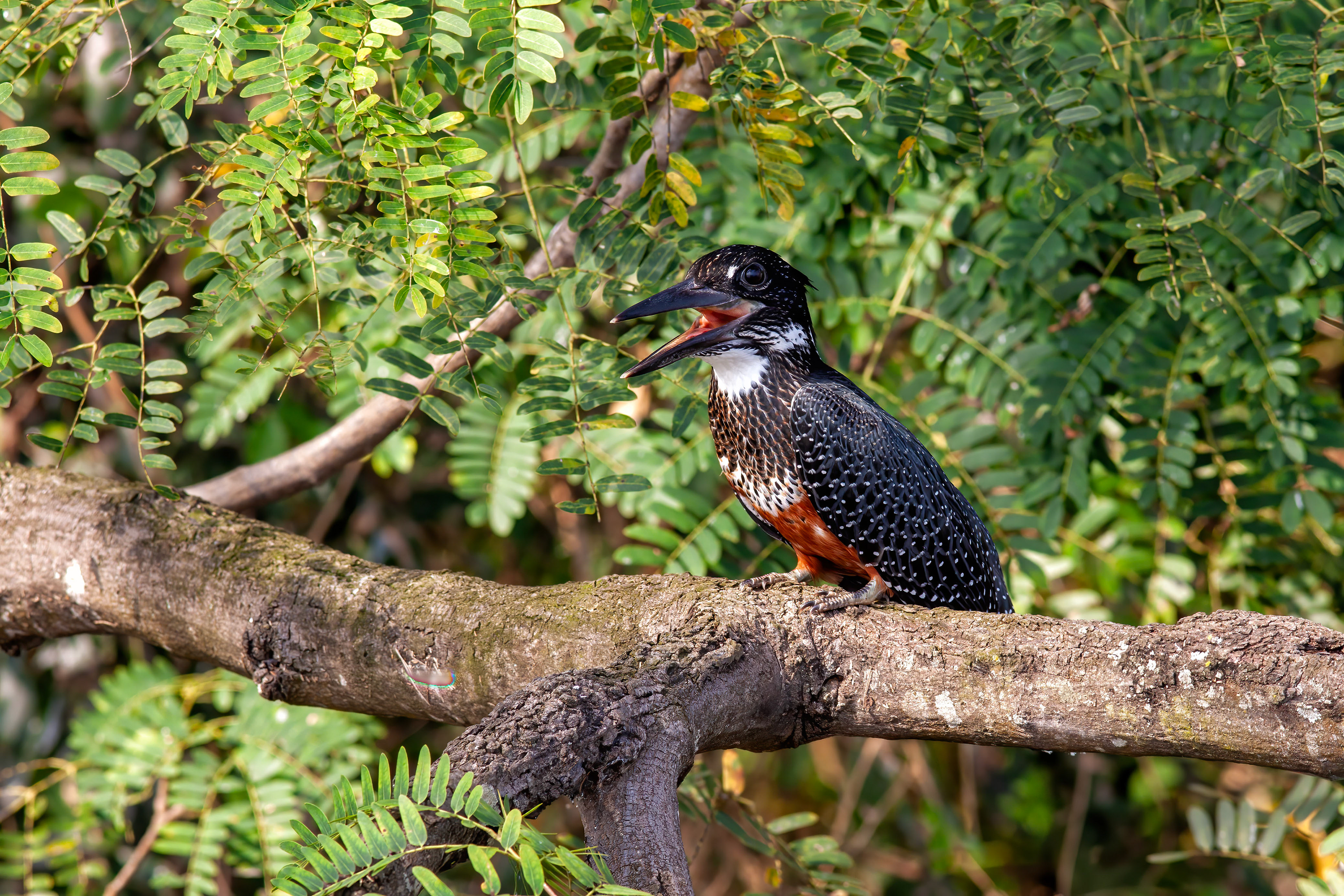 Giant Kingfisher calling - Uganda - RM