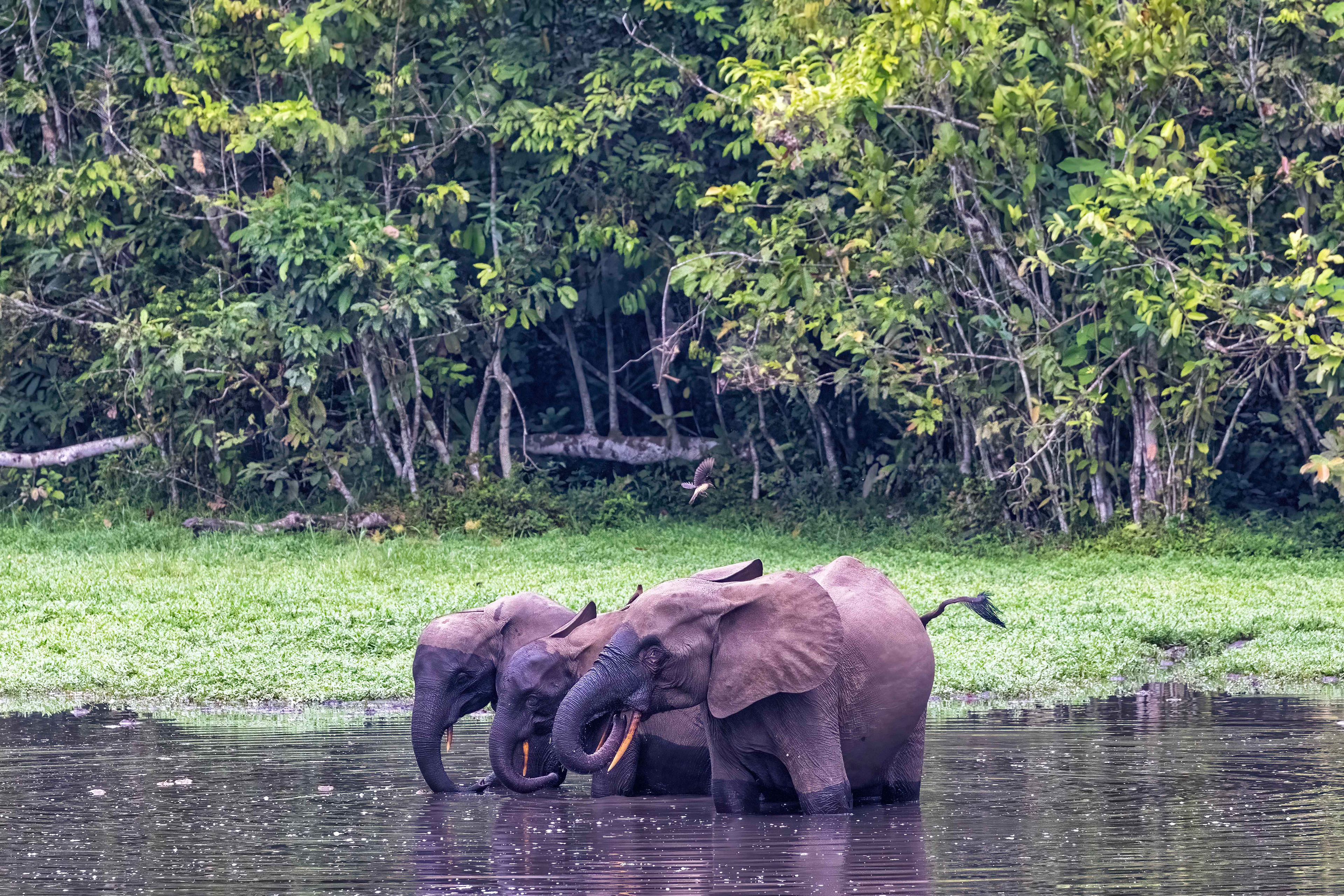 African Forest Elephants enjoying the mineral-rich waters of the bai - Odzala, Republic of Congo-RM