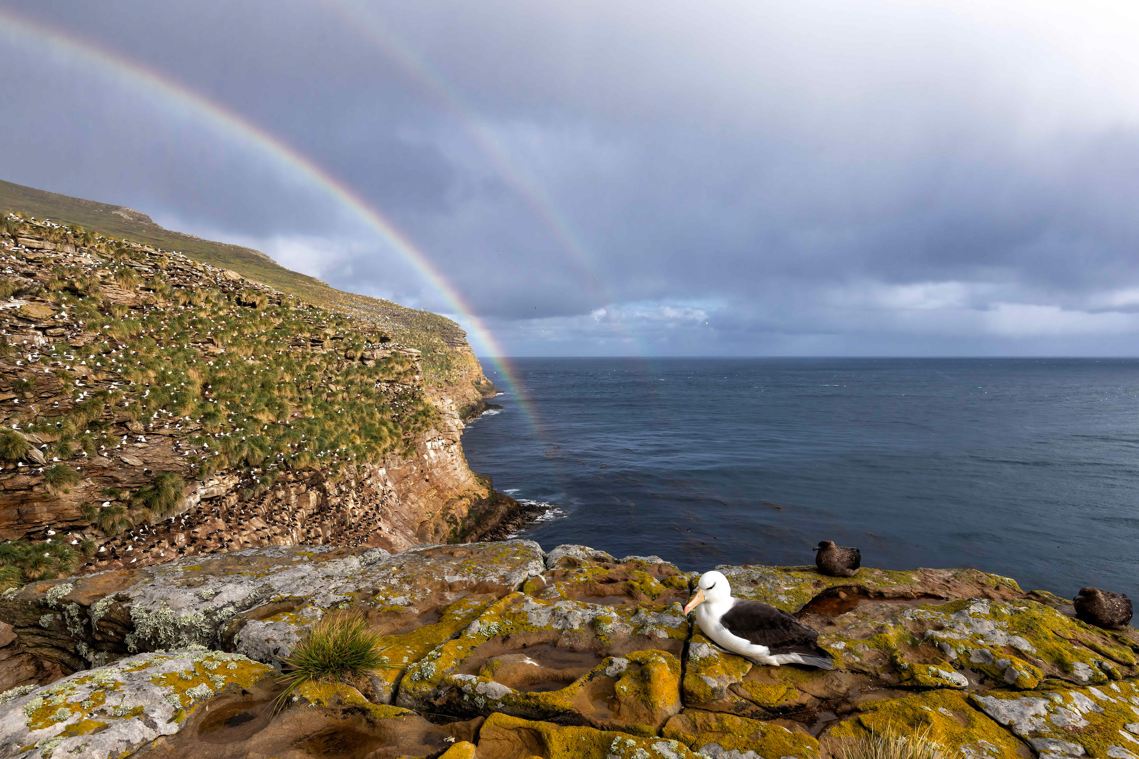 Black-browed Albatross on a stormy morning - Falklands