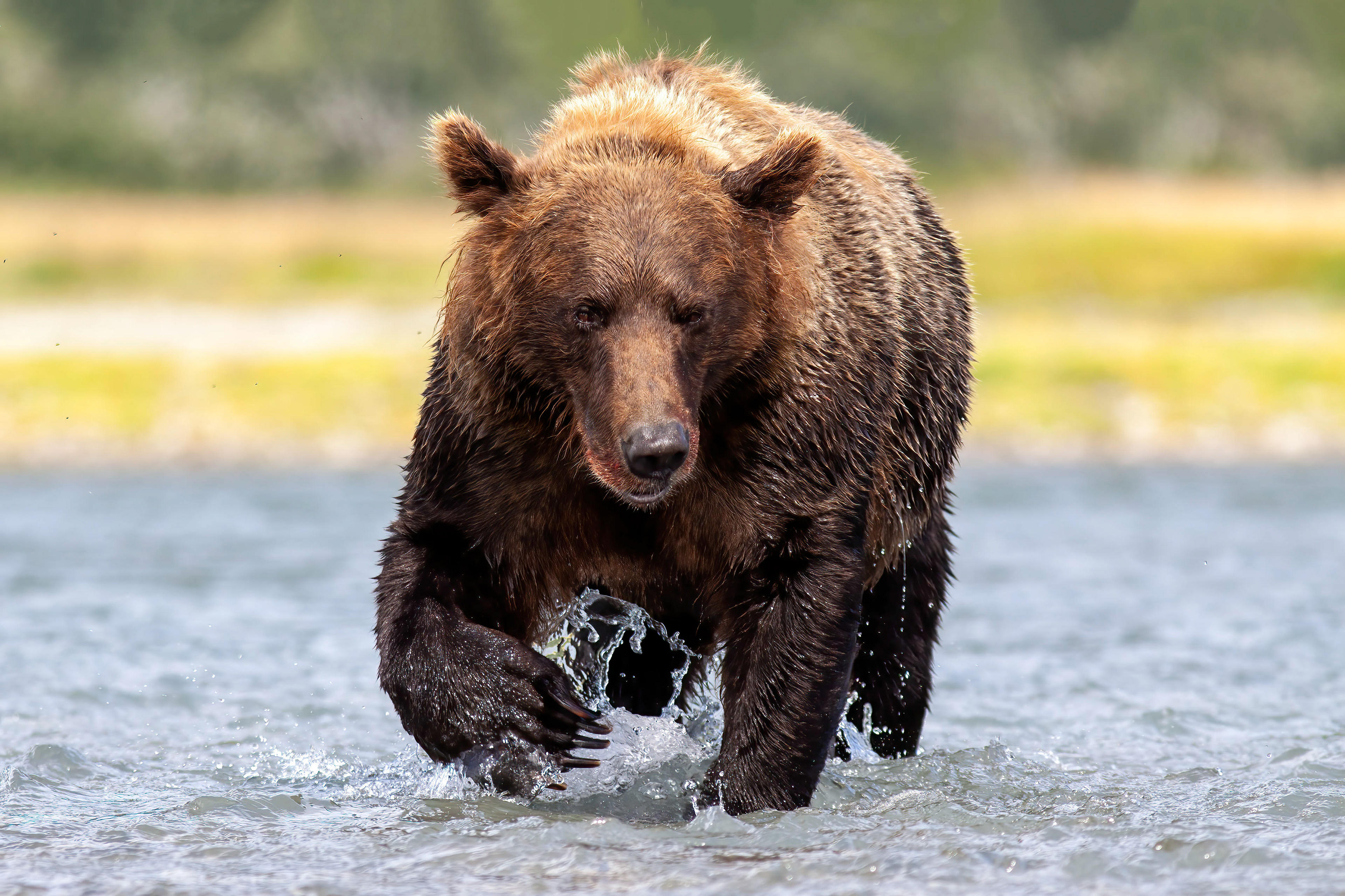 Grizzly Bear fishing for Salmon - Katmai Alaska - RM