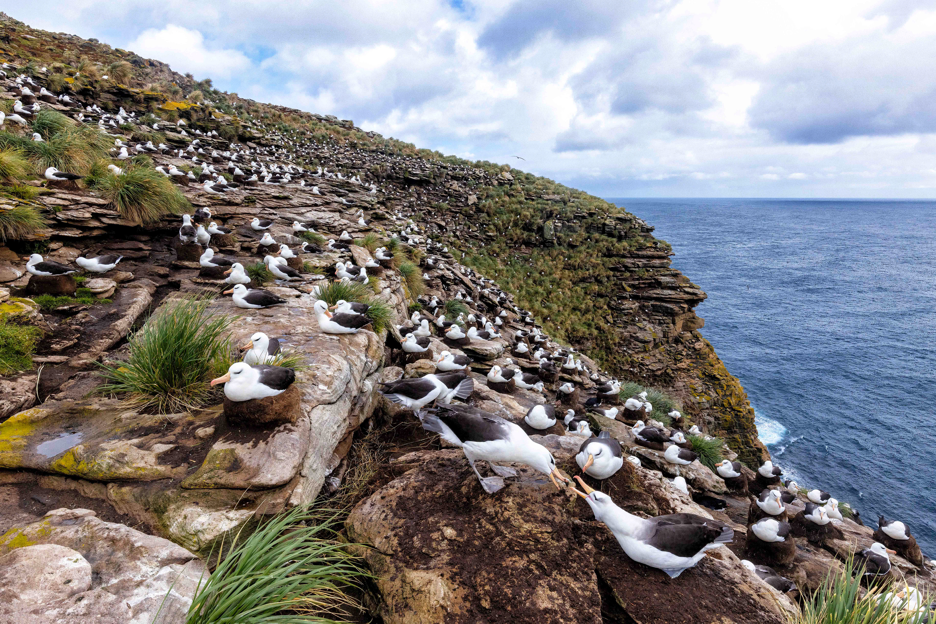 Black-browed Albatross colony on New Island - Falklands
