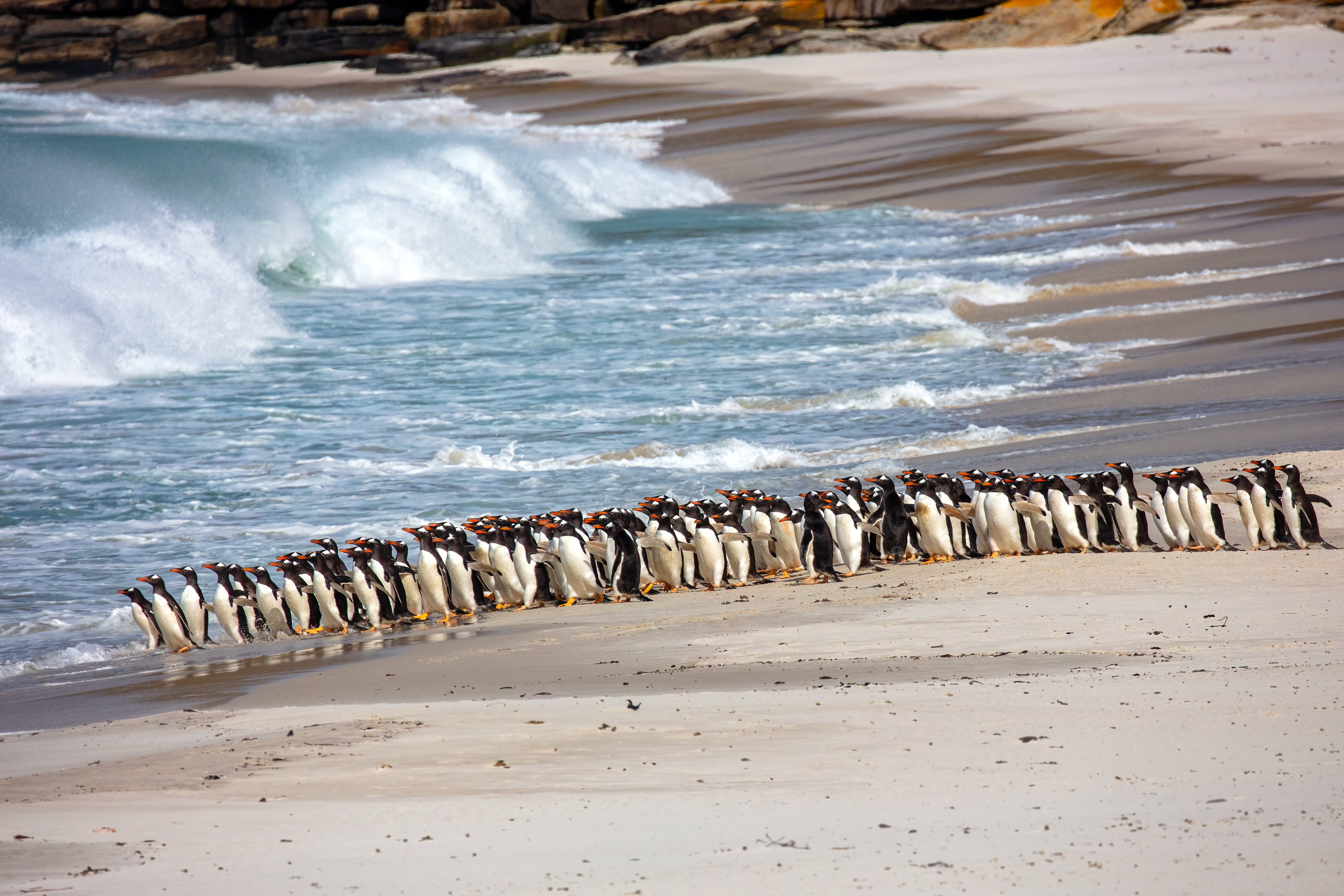 Large group of Gentoo Penguins heading out to feed at the north of New Island - Falklands