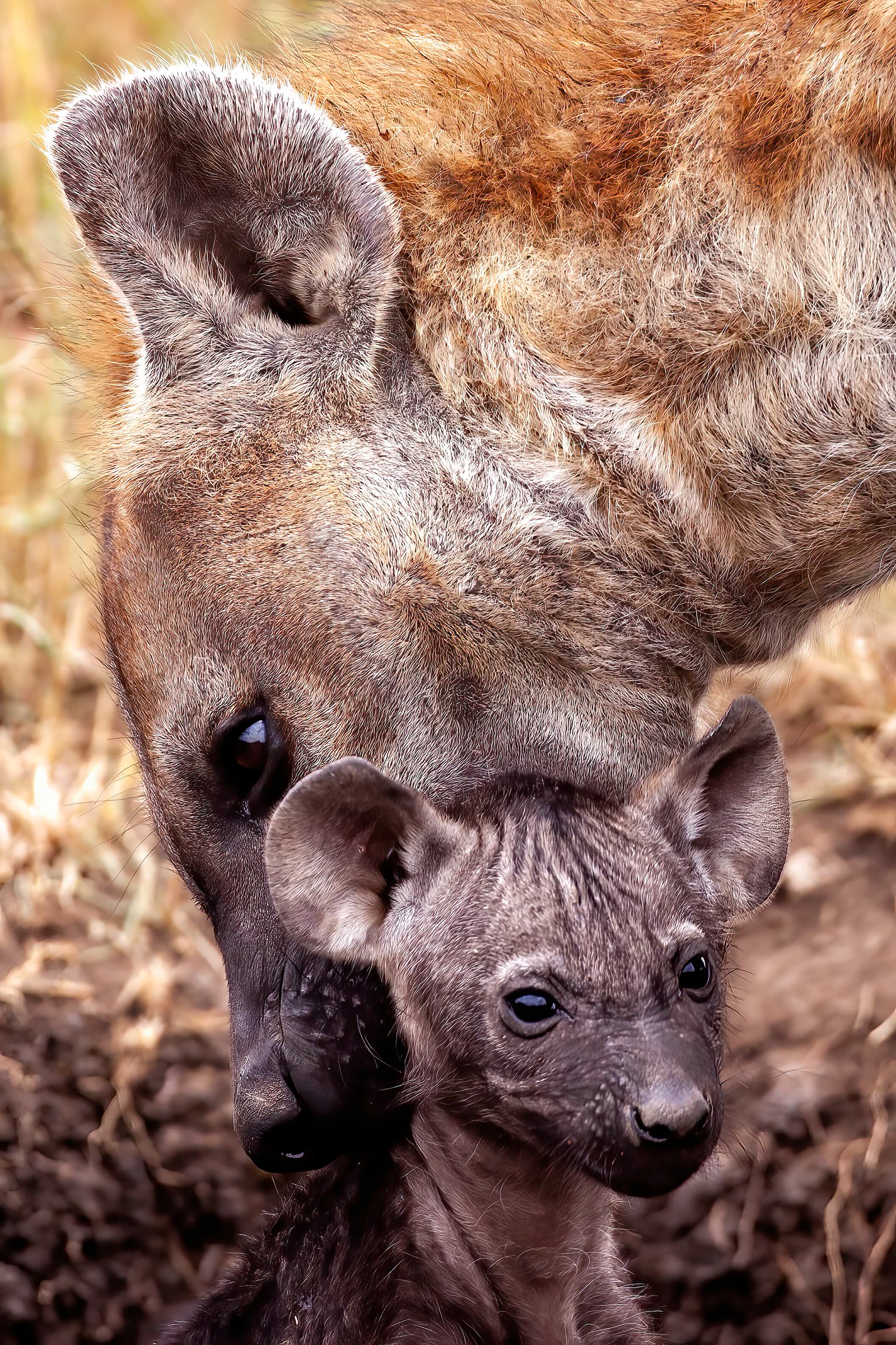 Female Hyena moving her cub - Masai Mara