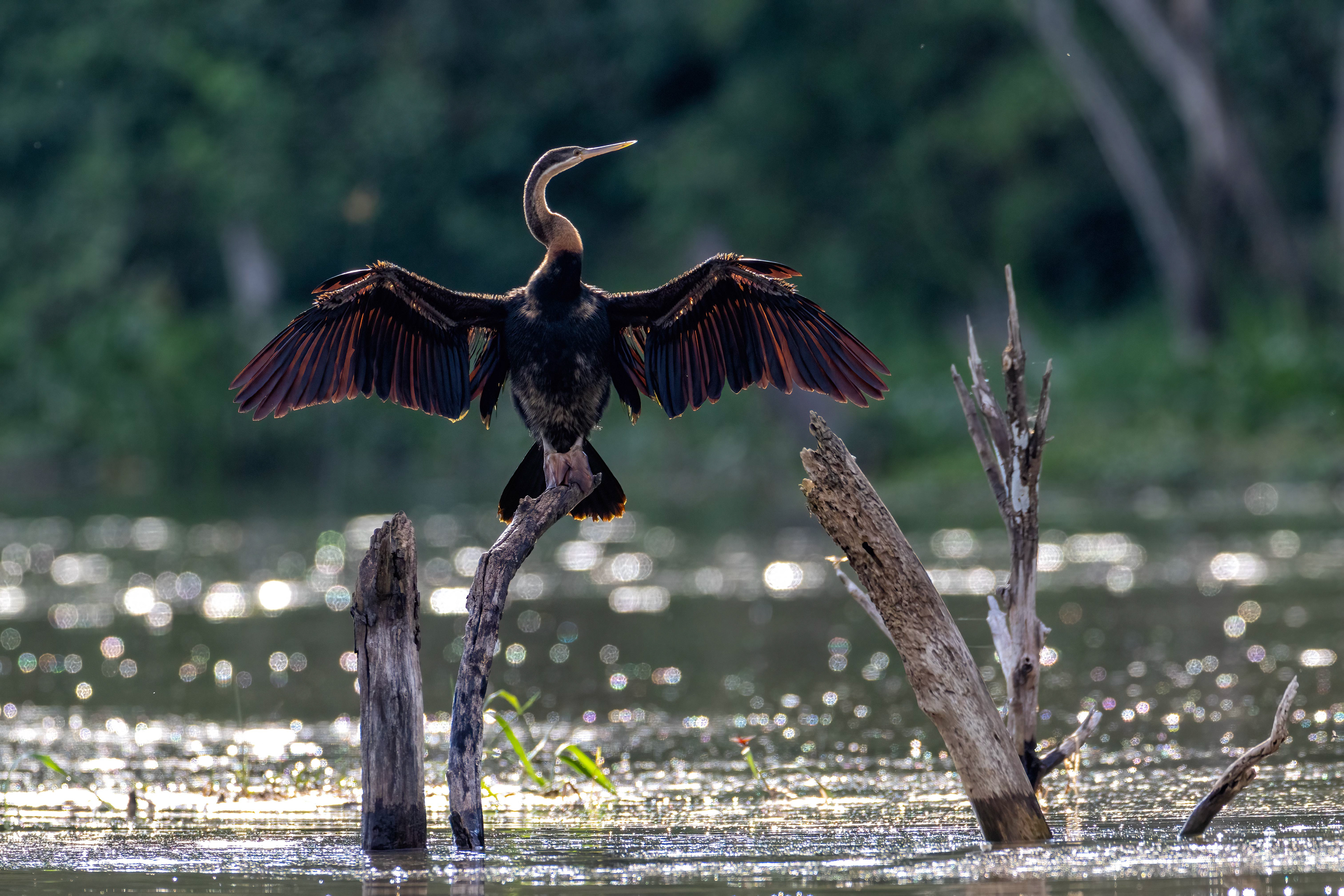 African Darter - Murchison Falls National Park, Uganda
