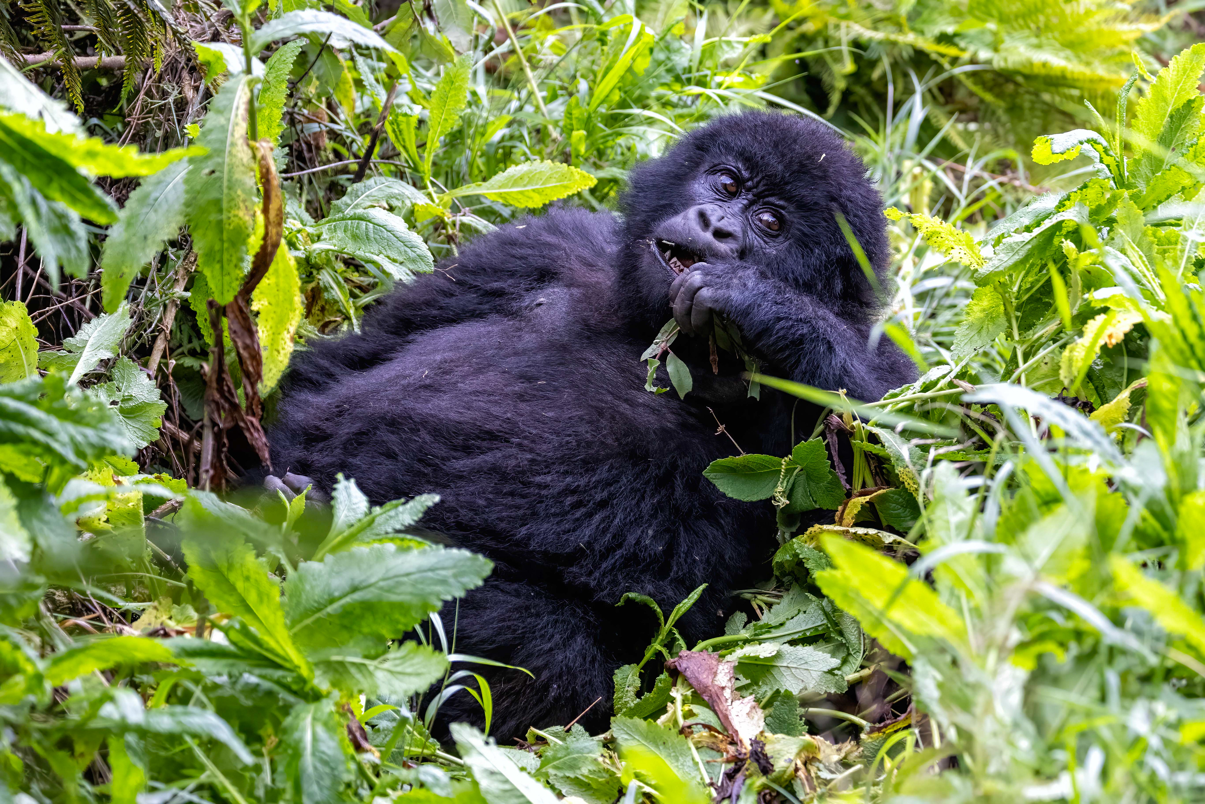 Young Mountain Gorilla - Uganda - RM