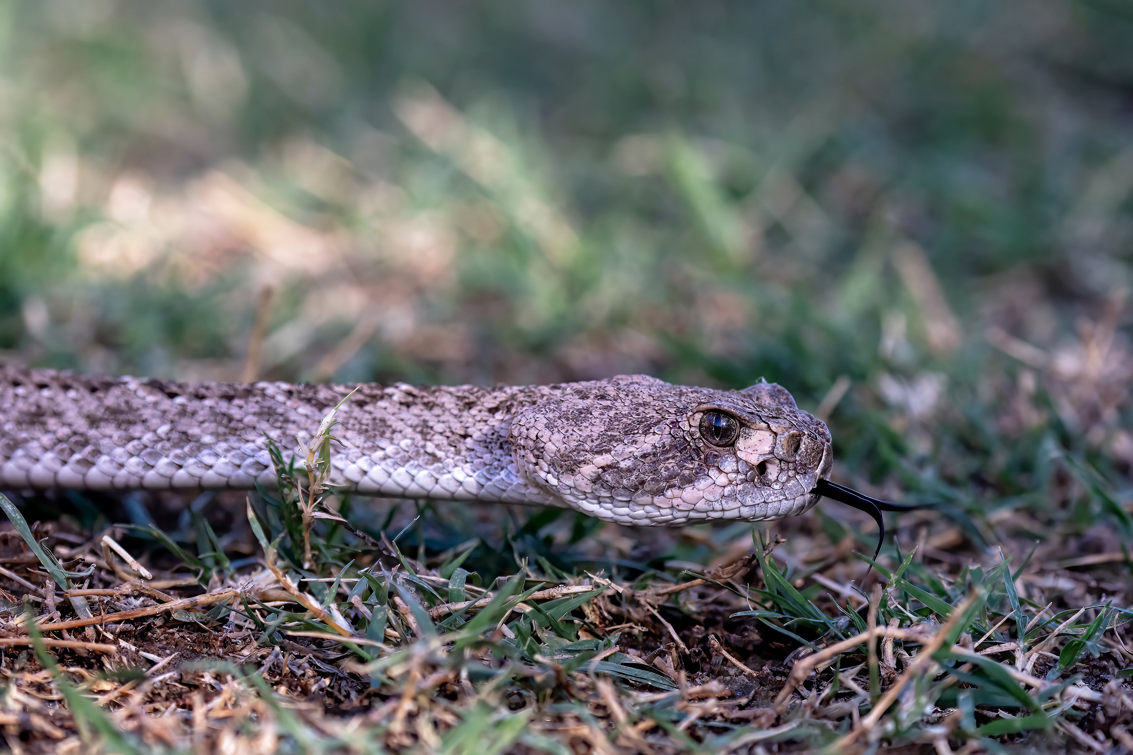 Western Diamondback Rattlesnake