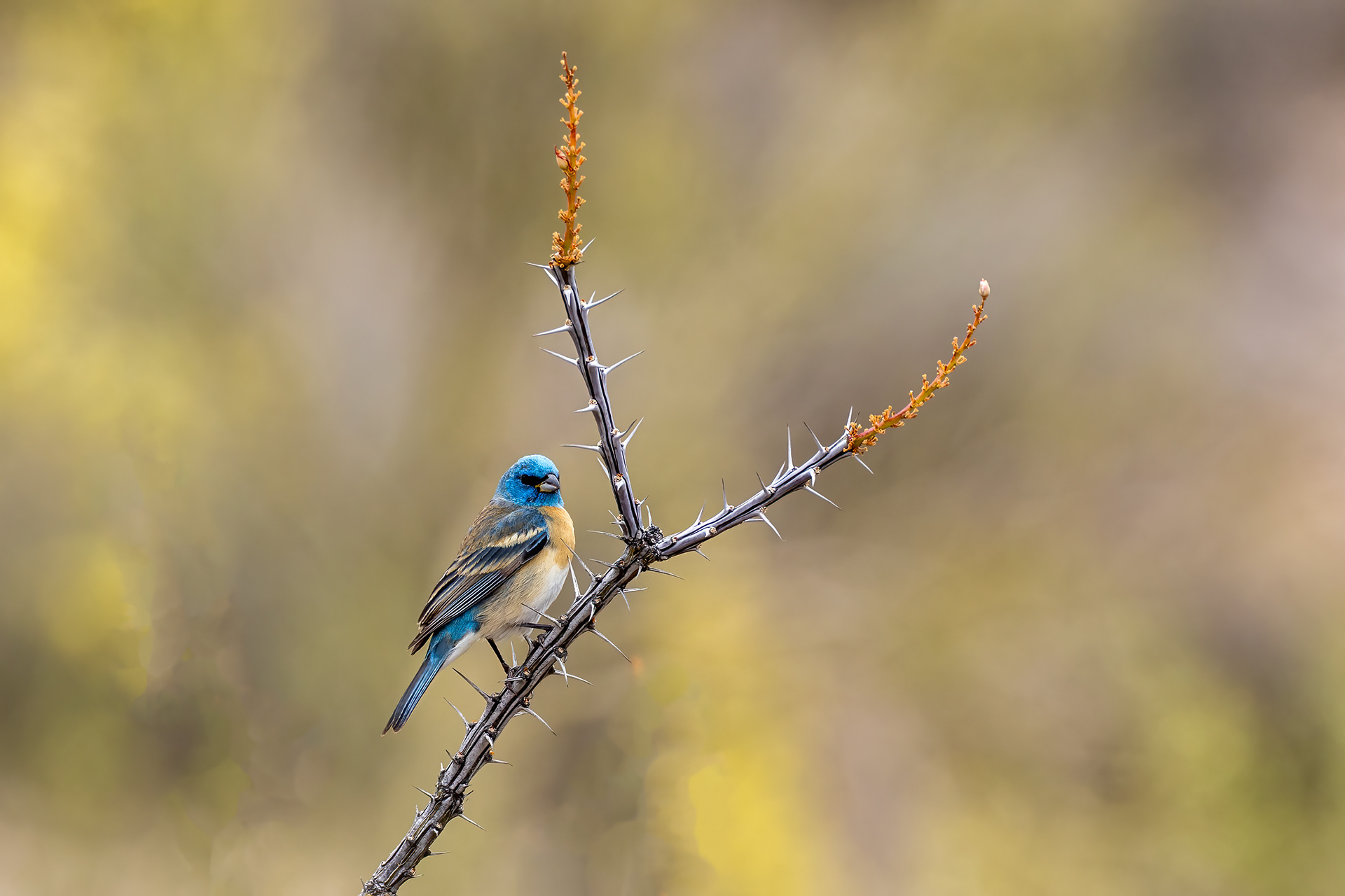 Lazuli Bunting on Ocotillo